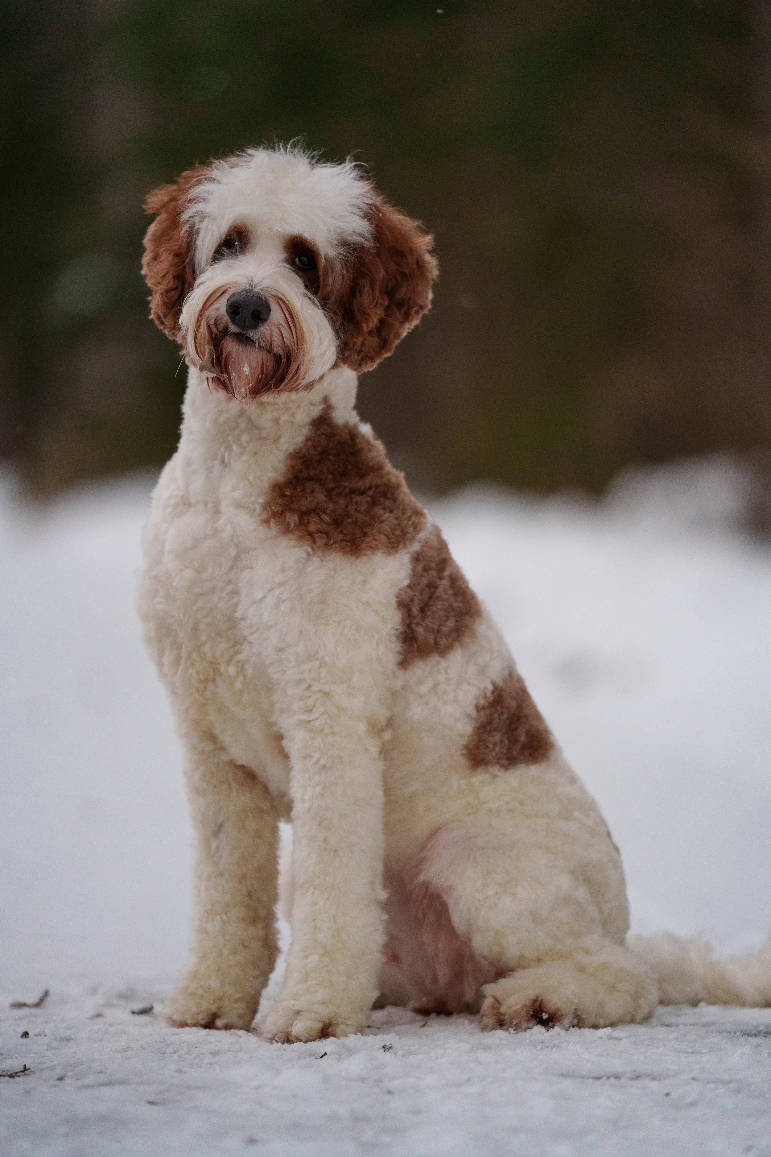 Röd och vit Australian Labradoodle