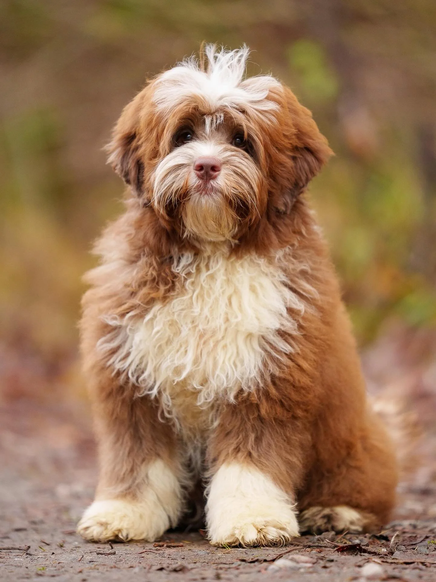 These two cool boys are heading to Scotland to join @toralabradoodles we will miss you guys ❤️ #australianlabradoodle #australianlabradoodlesofinstagram #futurestud #happyboys