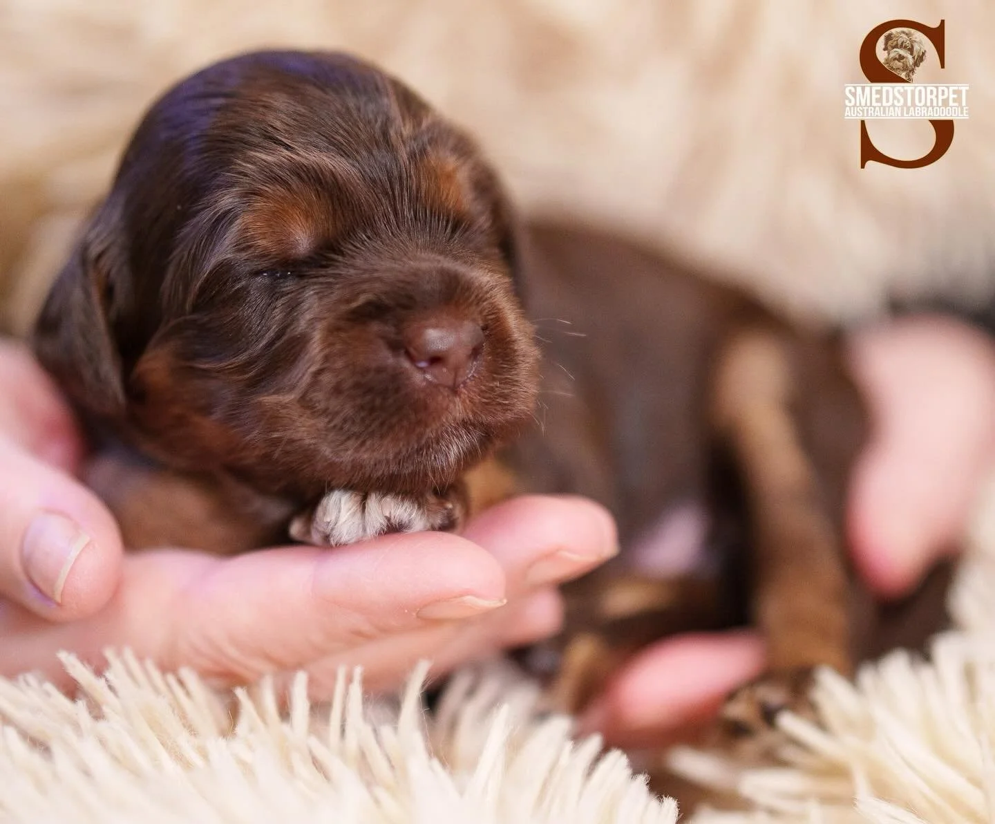 Cola and Olivers beautiful babies #australianlabradoodles #walalabradoodles #walamemberbreeder #mydogisawaladog #smedstorpets_labradoodle #puppies #dogsofinstagram #labradoodleofinstagram