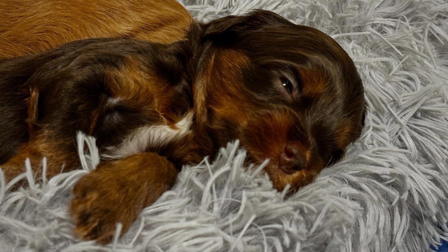 Wang are you thinking about little girl? ❤️ australianlabradoodle #walalabradoodles #australianlabradoodlepuppy #phantomaustralianlabradoodle #puppiesofinstagram