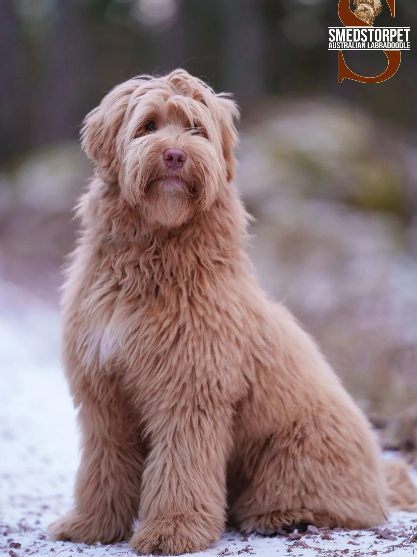 Fina Poppy ( Ronja-Archie) en av v&aring;ra framtida avelshundar❤️#australianlabradoodle #walalabradoodles #futuremum #caramel #labradoodleofinstagram