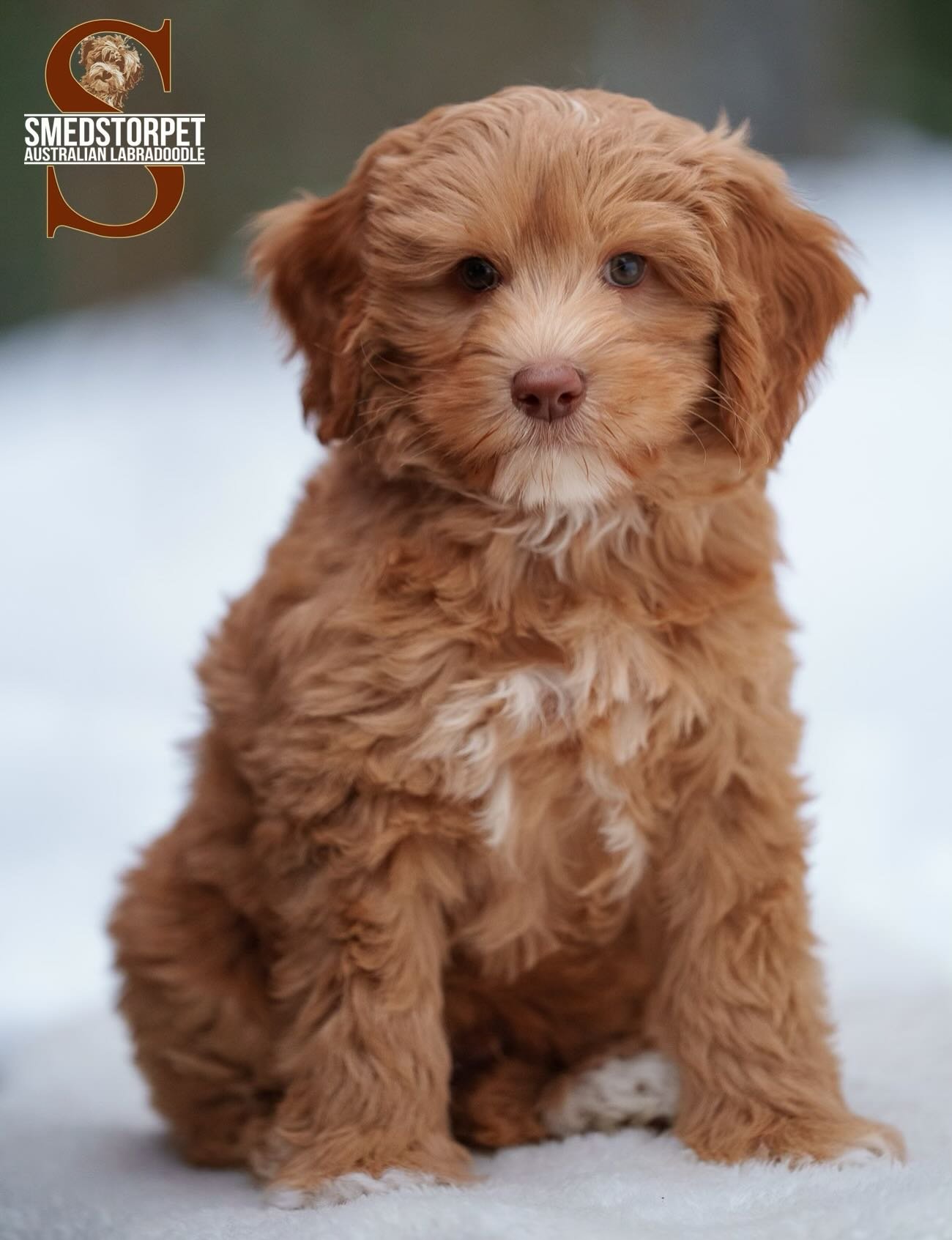Pollys underbara duo❤️❤️#australianlabradoodle WALAlabradoodles #walamemberbreeder #puppies #puppiesofinstagram