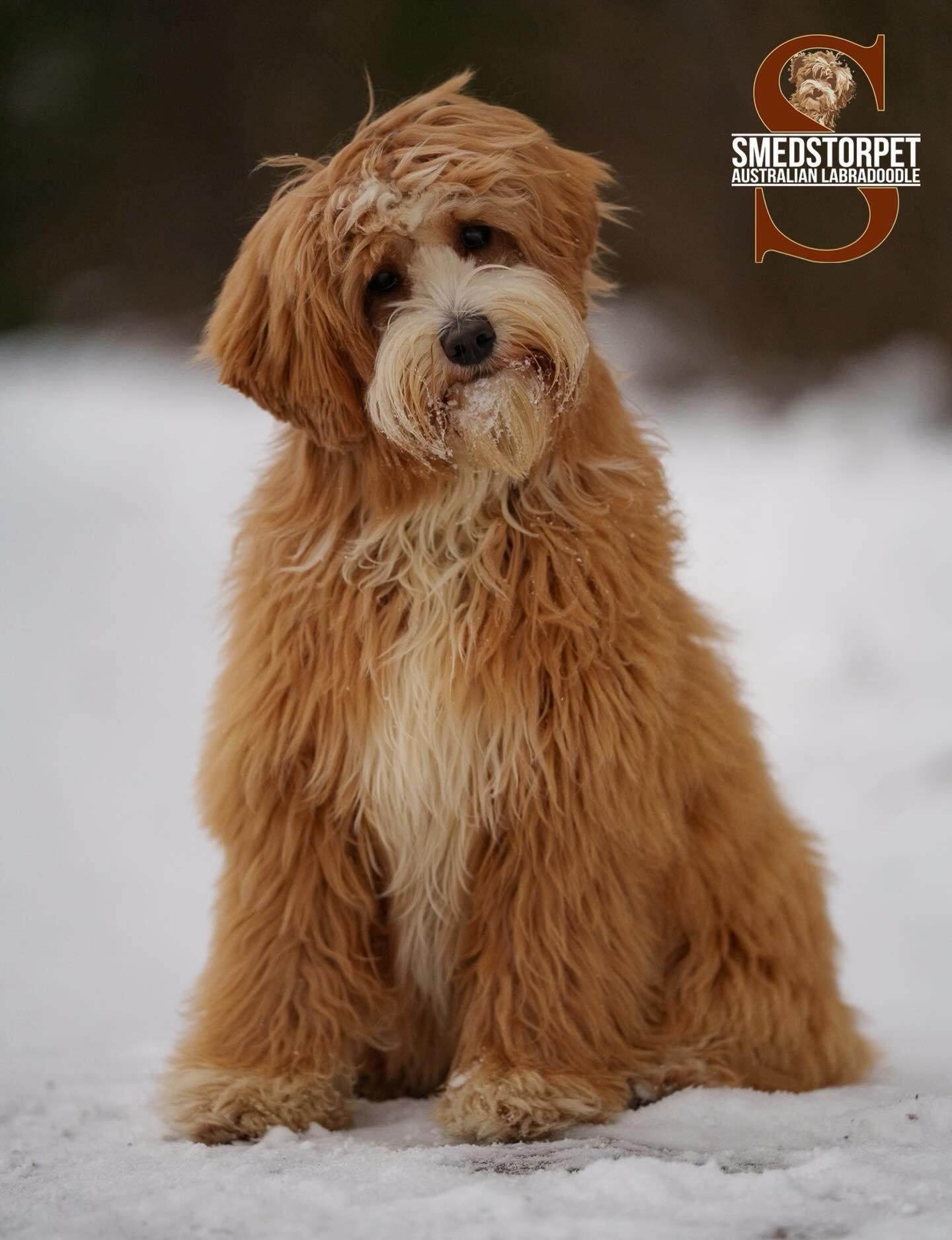 En av v&aring;r framtida avelstikar om allt g&aring;r som vi &ouml;nskar🥰visst &auml;r hon ljuvlig #australianlabradoodle #walalabradoodles #futuremum #tuxedolabradoodle #puppyoftheday