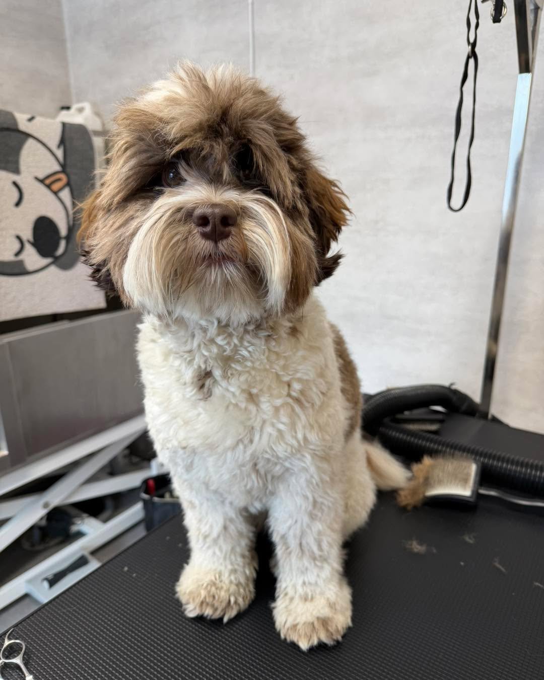 Lilla gulliga Greta (Leia&amp; Wille) var h&auml;r p&aring; Smedstorpet&rsquo;s trim och fick en ny v&aring;rfrisyr 🥰

Visst &auml;r hon en riktig s&ouml;tnos?