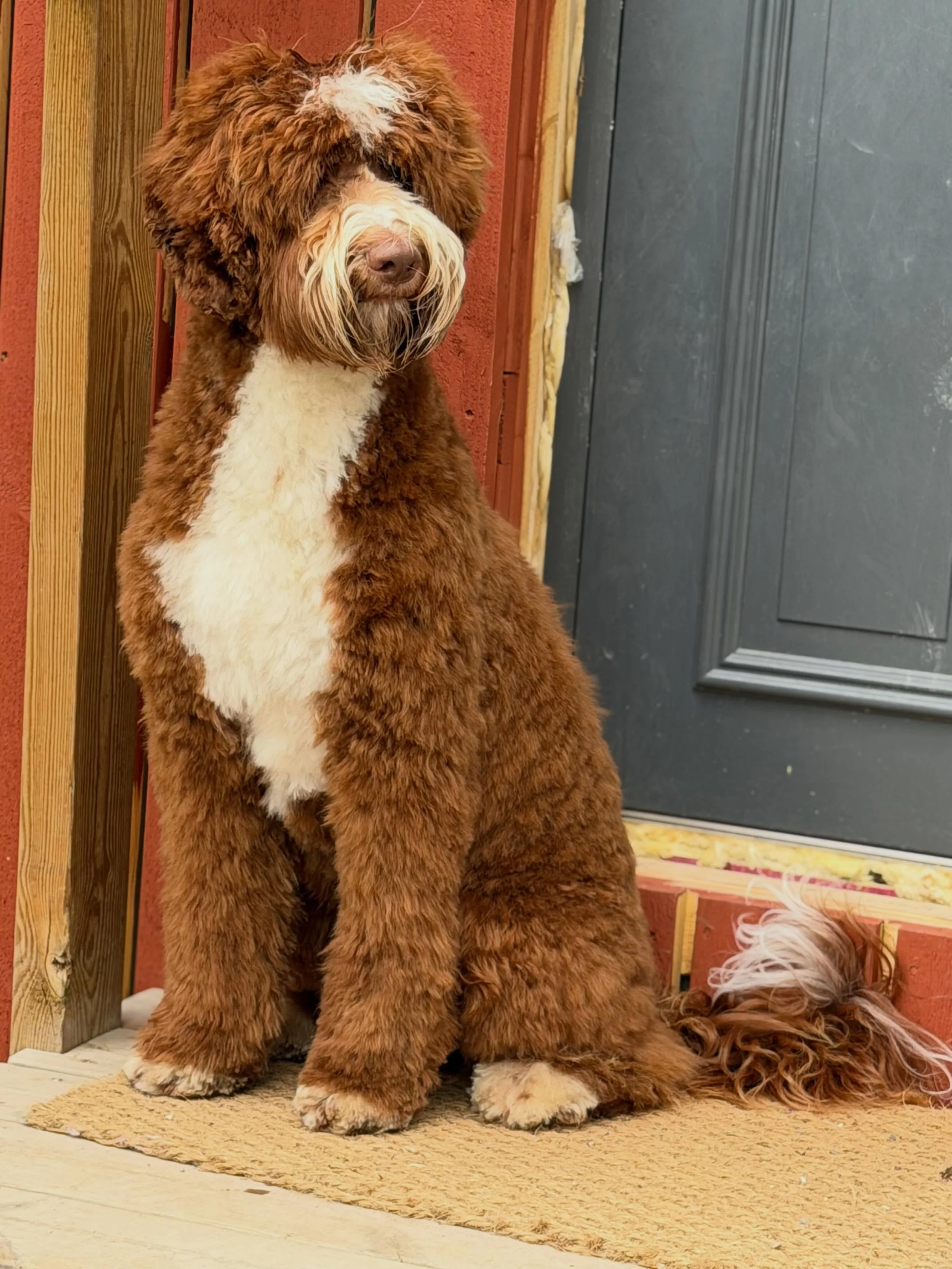 Our future stud is growing up so fast, isn&rsquo;t he just stunning❤️ Thank you @puppypatchdoodlesinc for this amazing boy #WALAlabradoodles #australianlabradoodles #australianlabradoodle #futurestud