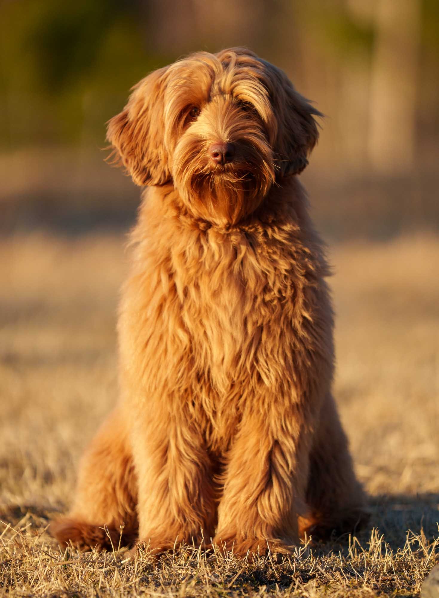 australian labradoodle uppfödare