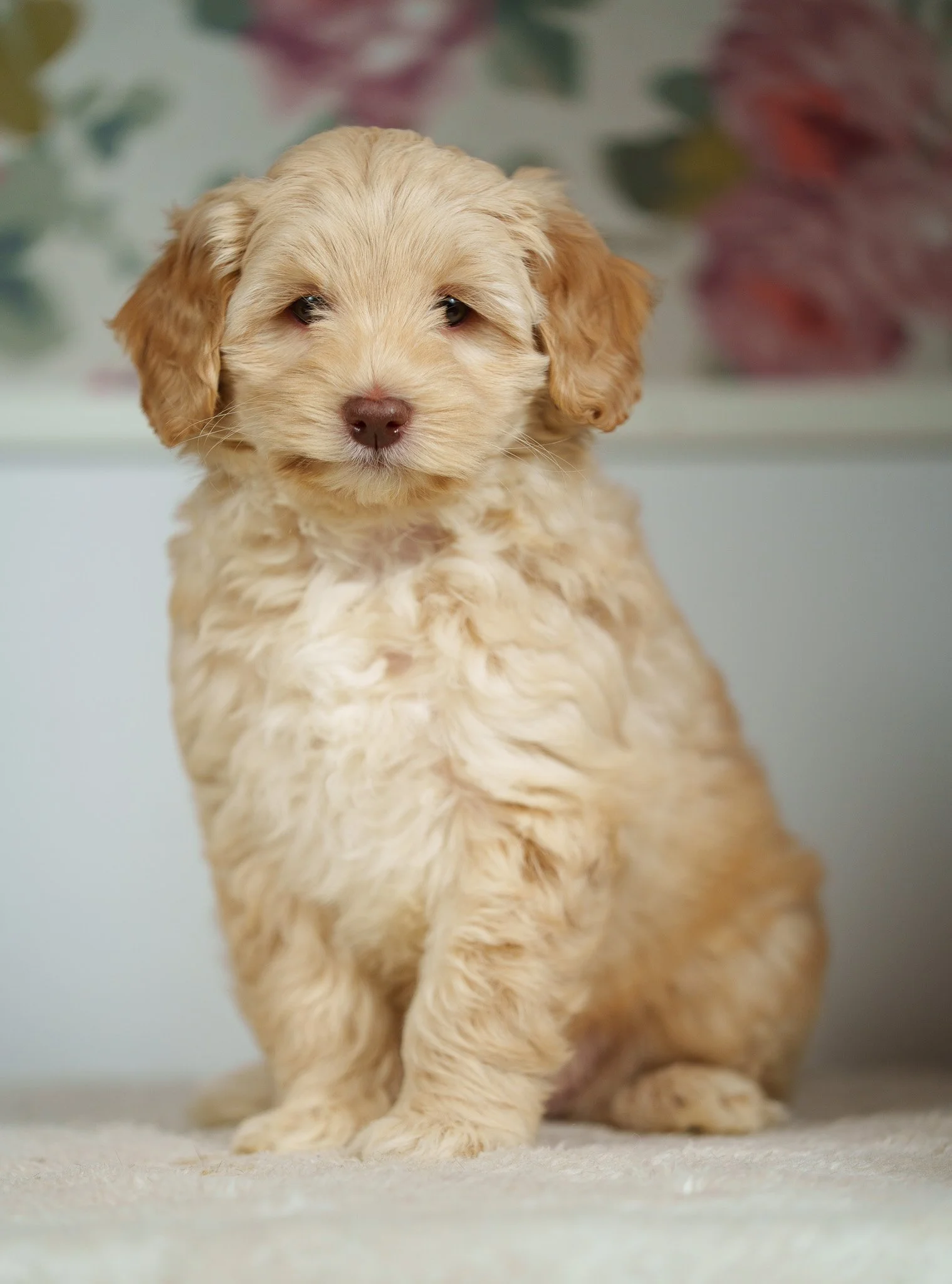 small caramel Australian labradoodle
