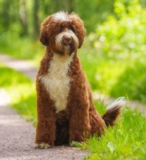 Uppfödning av Australian Labradoodle i Uppsala