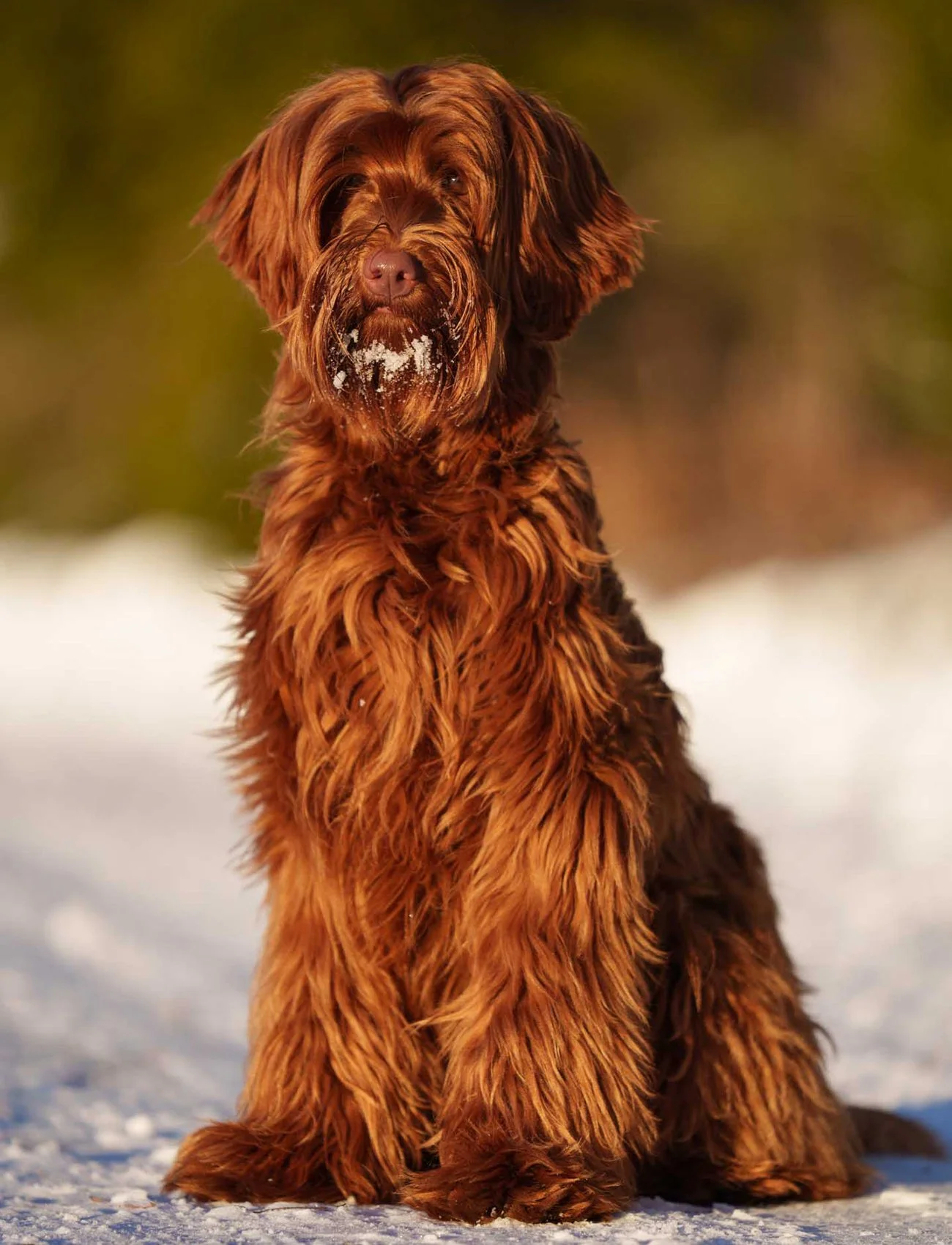 Röd karamell Australiensisk Labradoodle sitter i gräset i solen