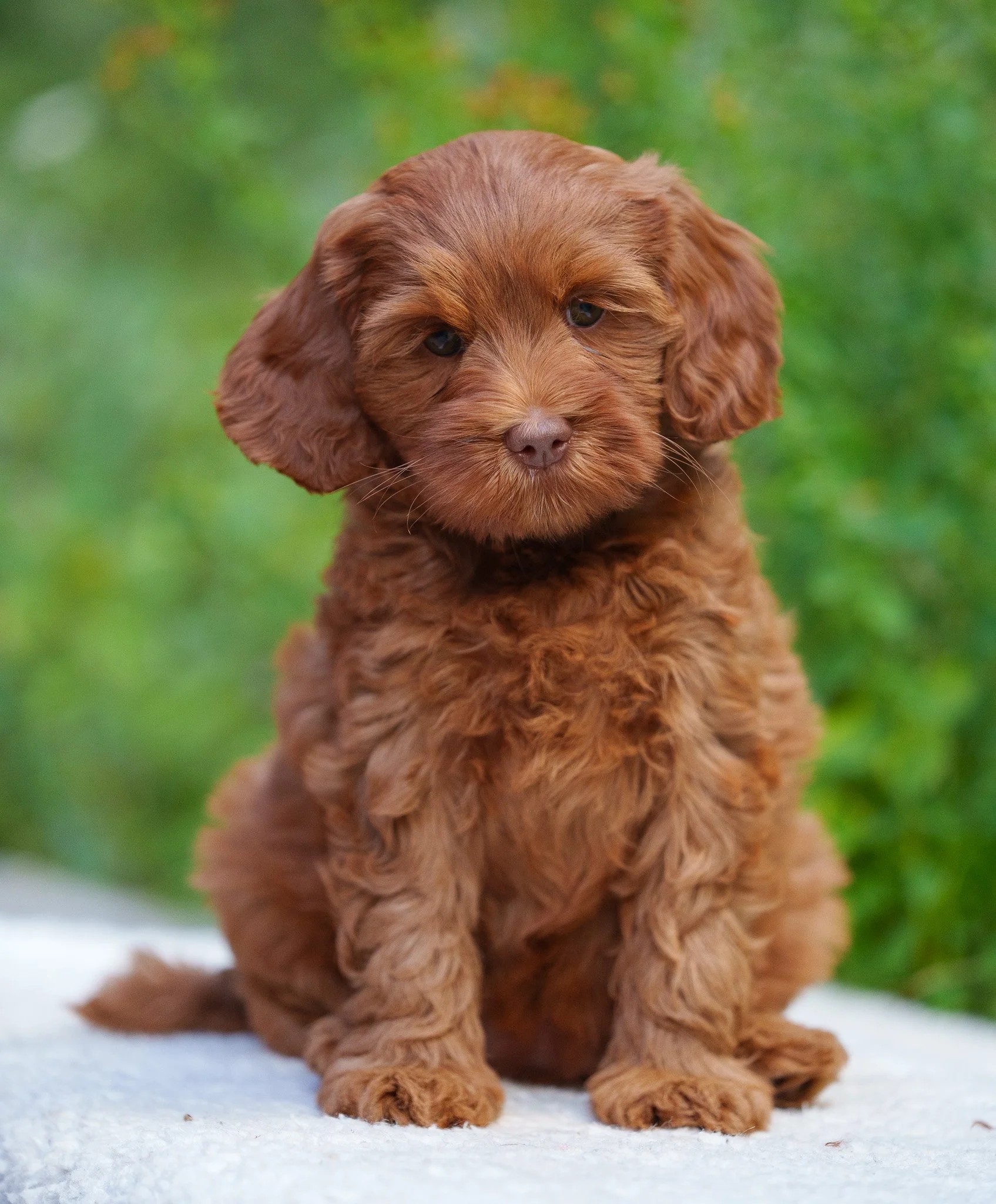 smedstorpets_april_röd_caramel