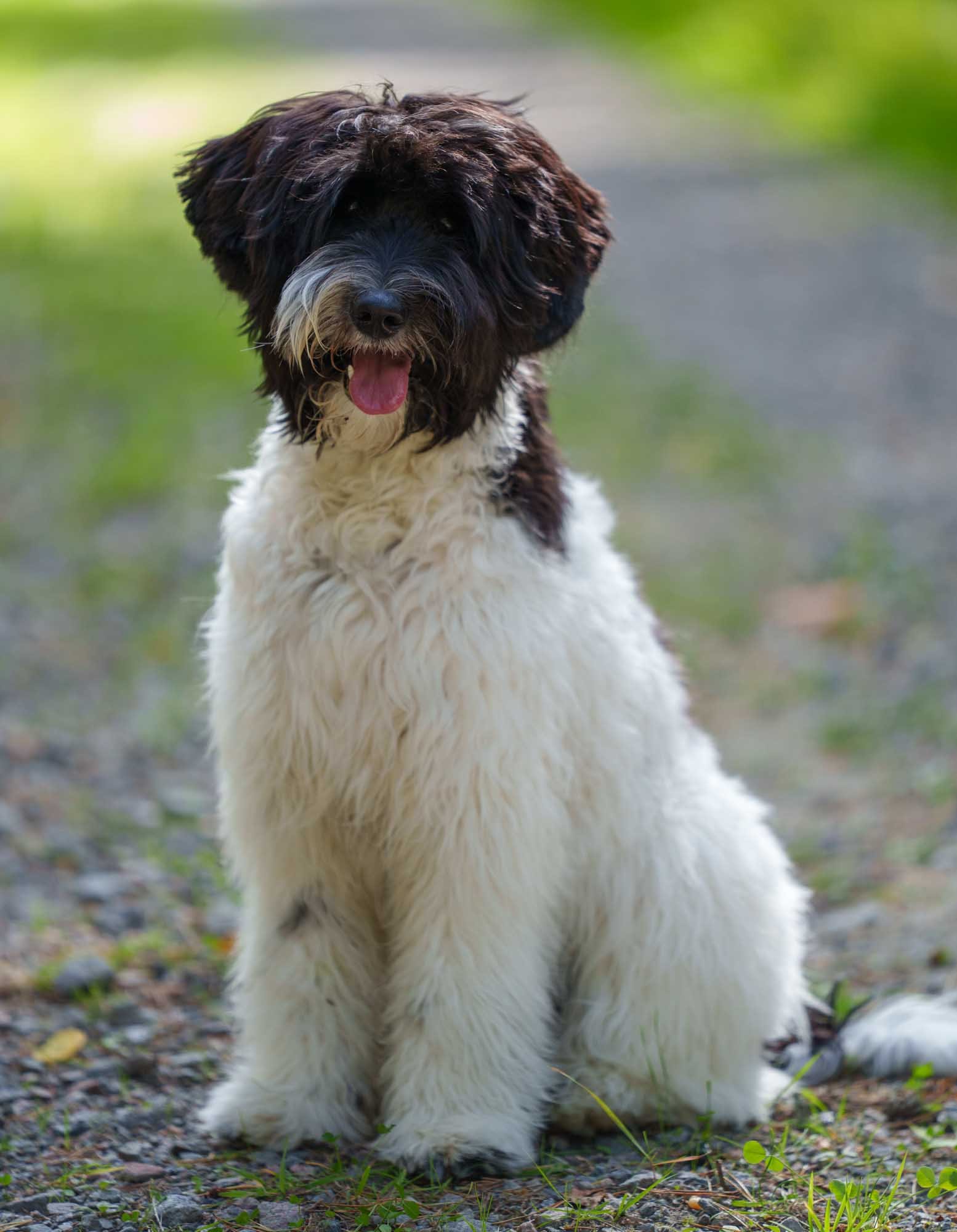 svart och vit australian labradoodle
