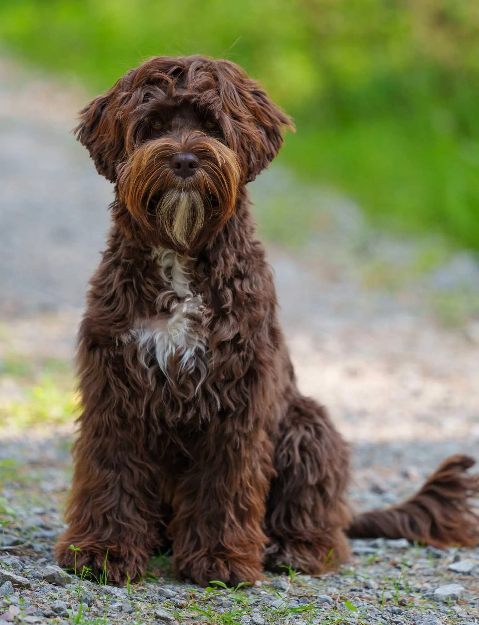Labradoodle choklad med vita tecken