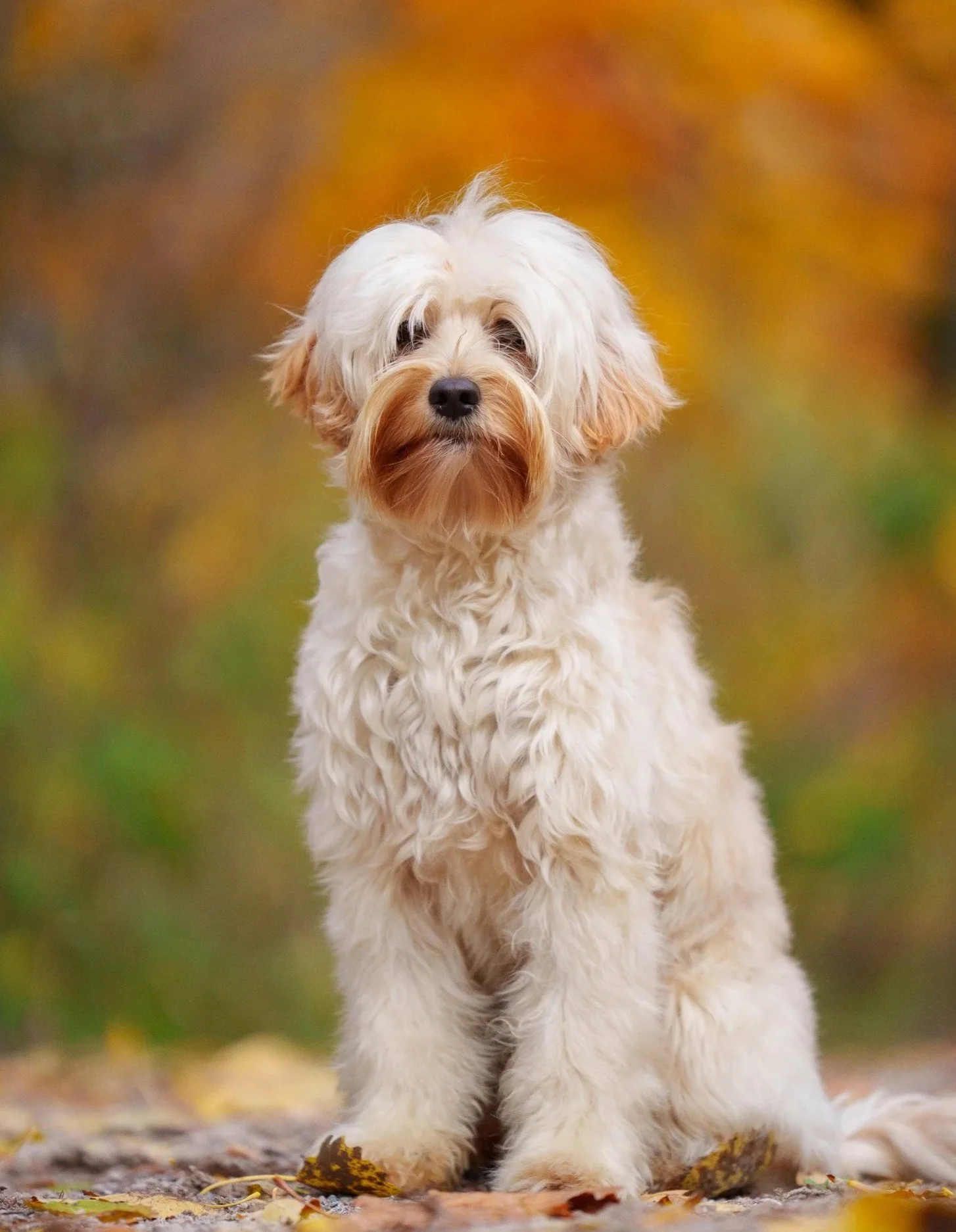 uppfödare av australian labradoodle