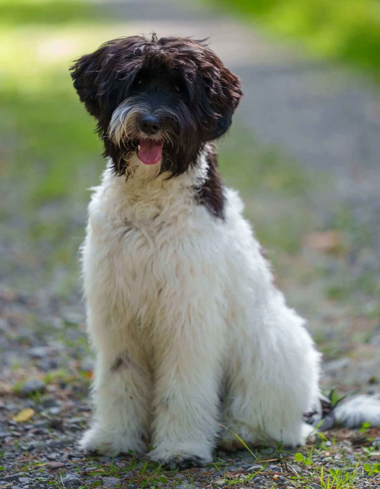 uppfödning av australian labradoodle