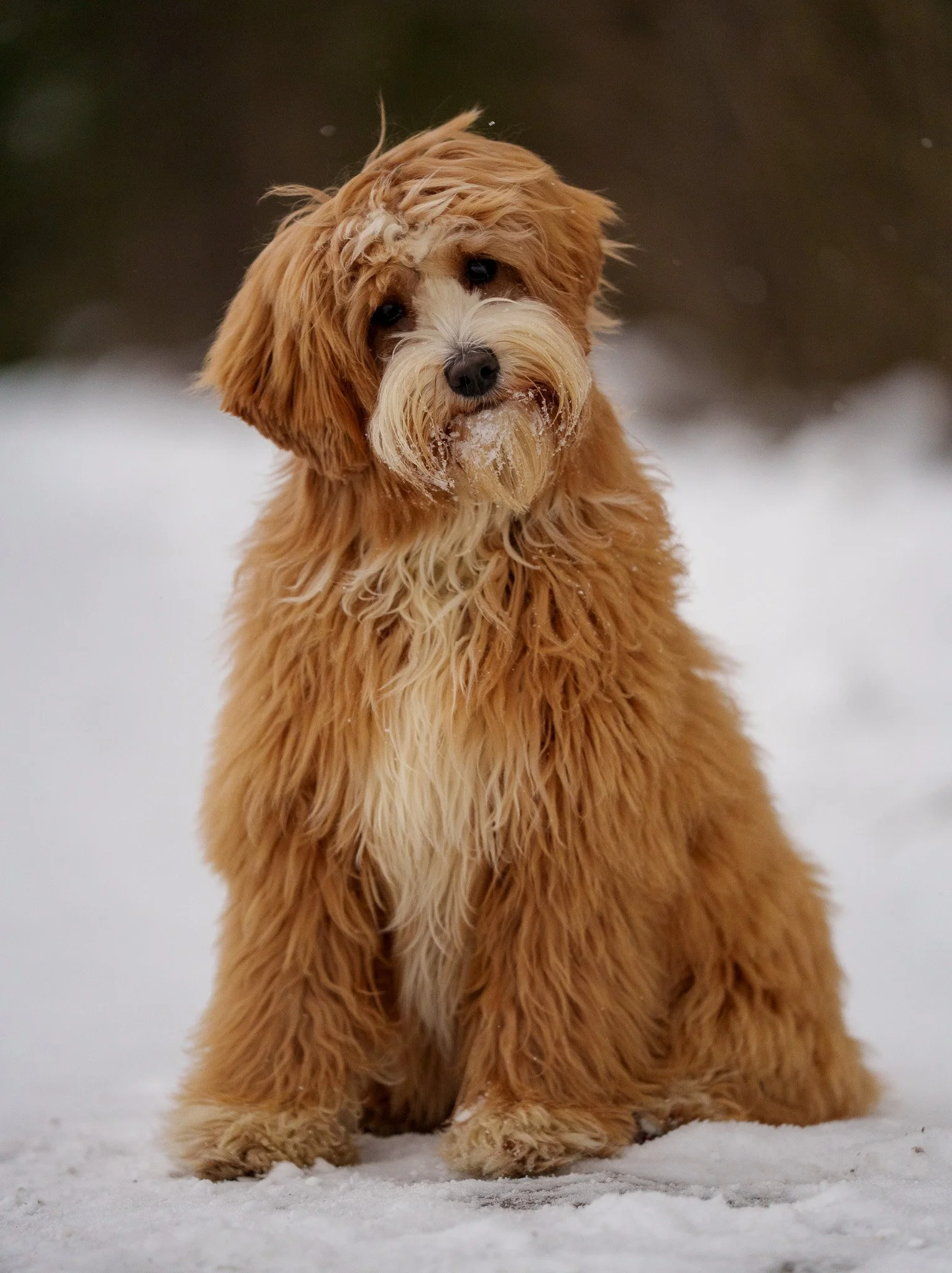 Caramel och vit Australian Labradoodle bland blommor