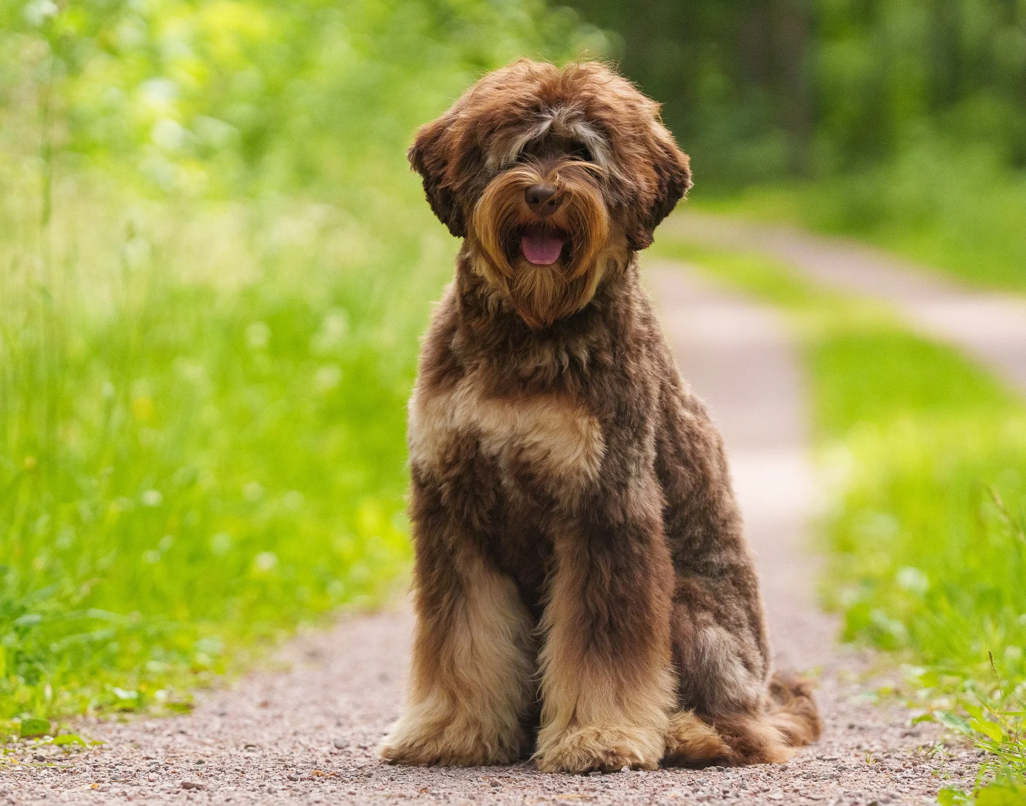A fluffy, phantom-colored Australian Labradoodle puppy walking on a path in a park with greenery in the background.