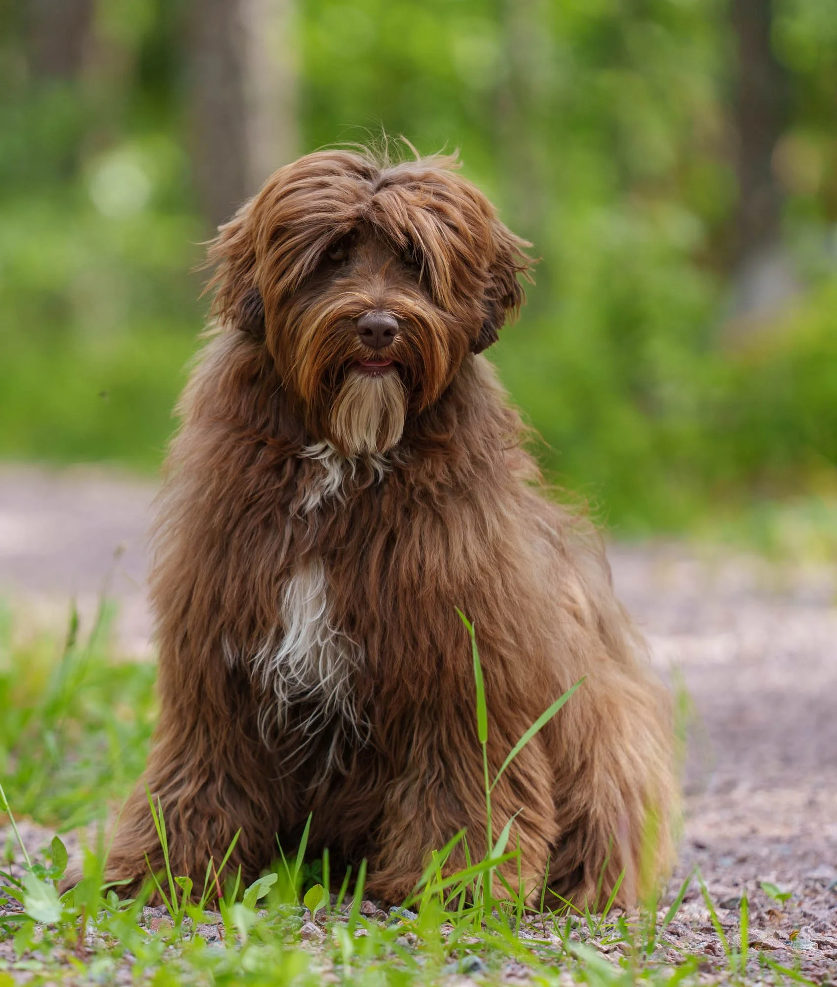 Uppfödning av Australian Labradoodle