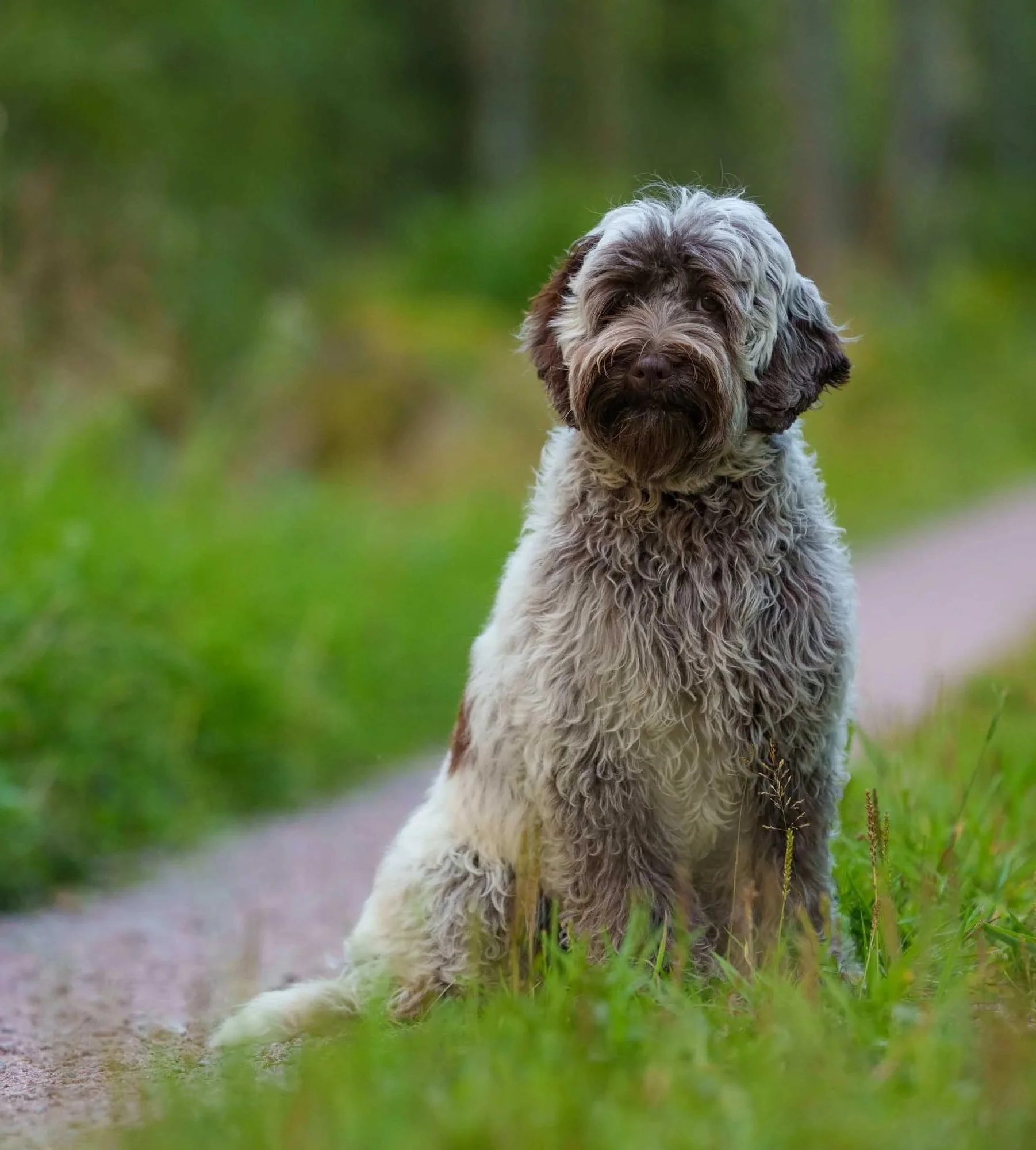 smedstorpet australian labradoodle