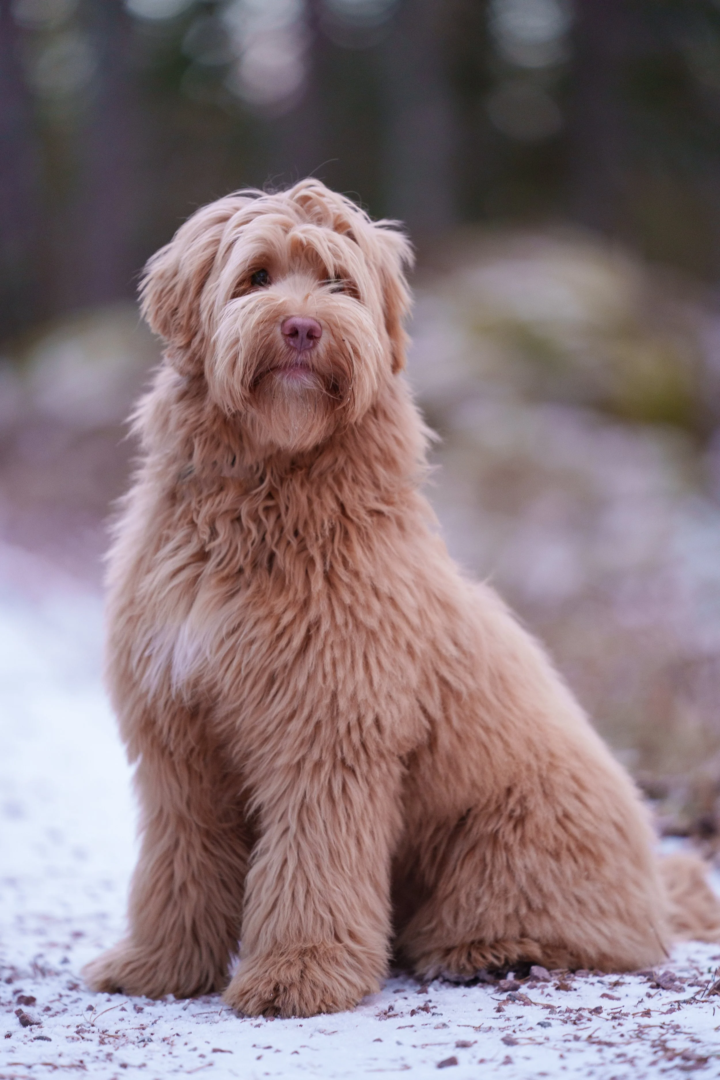 Labradoodle från Smedstorpet