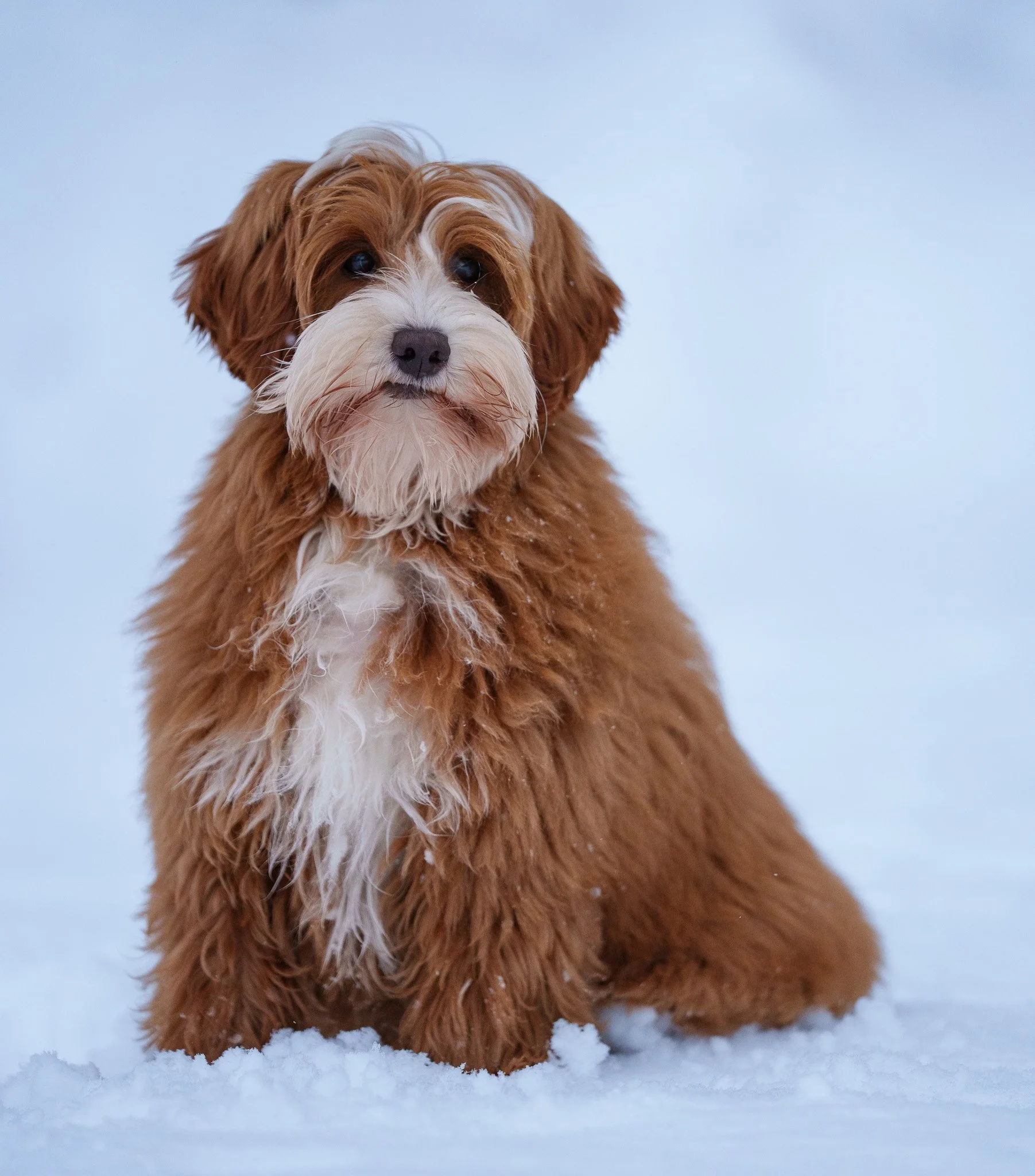 Röd och vit Australian Labradoodle Smedstorpet