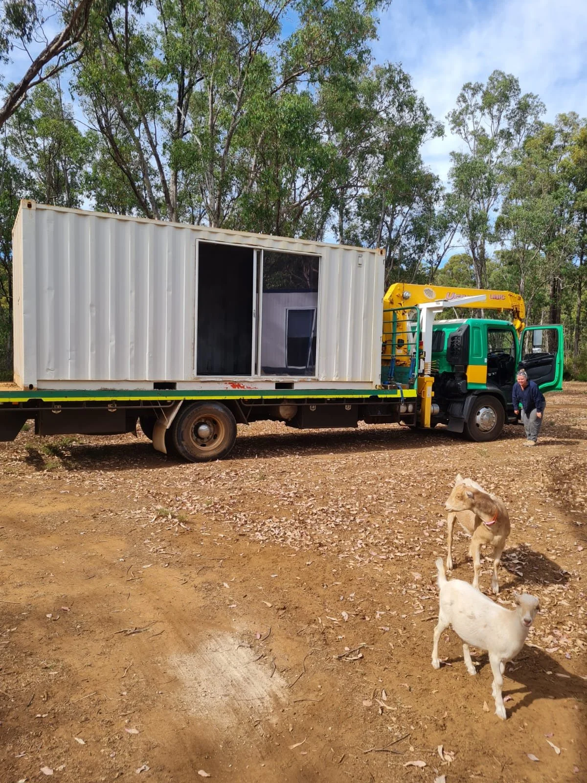 picture is of a Green and Gold Hiab truck transporting and lifting a sit office container to a yard. There are also 2 goats in the photo that live at the yard.