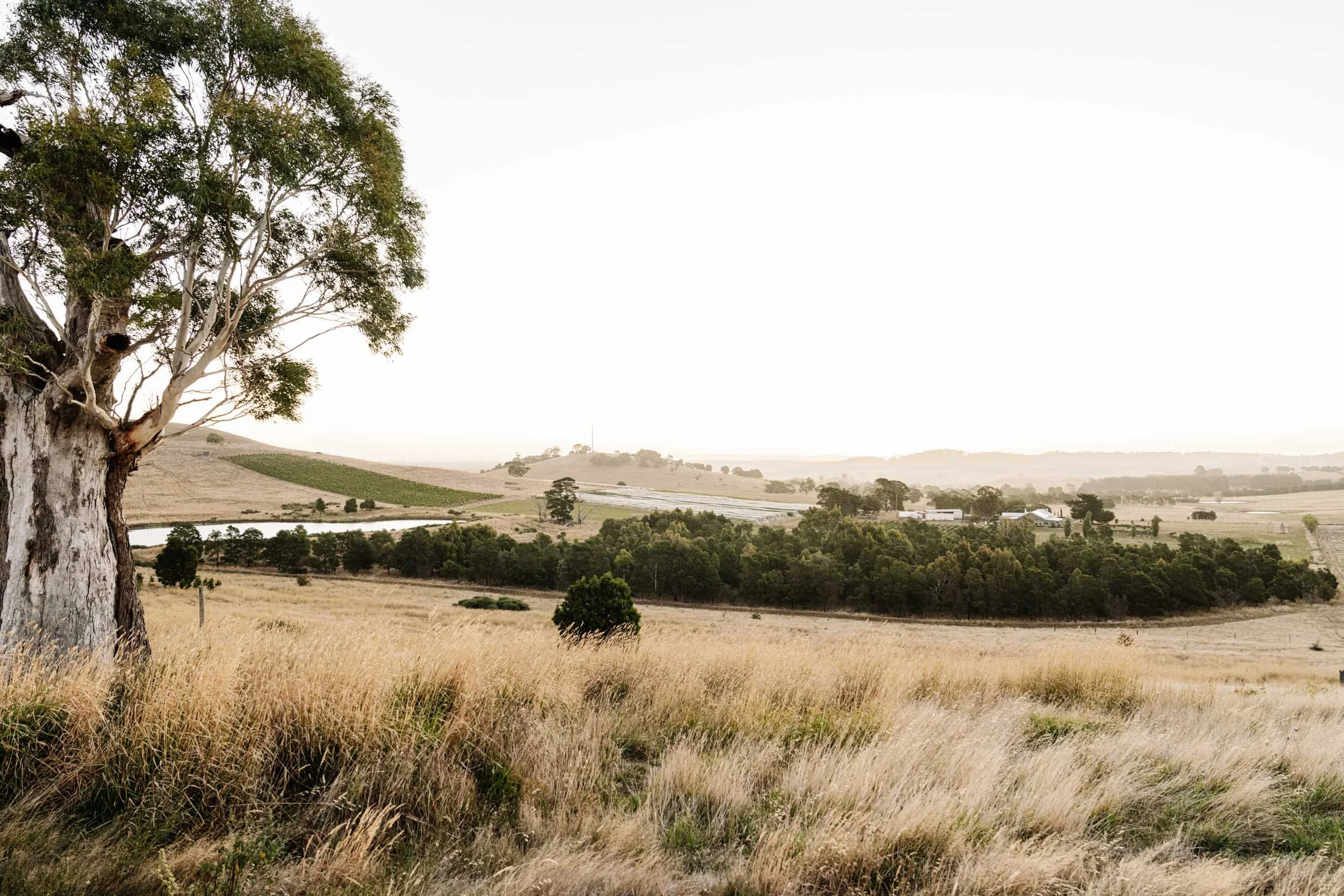Hunter Gatherer vineyard overlooking paddocks with big tree in foreground