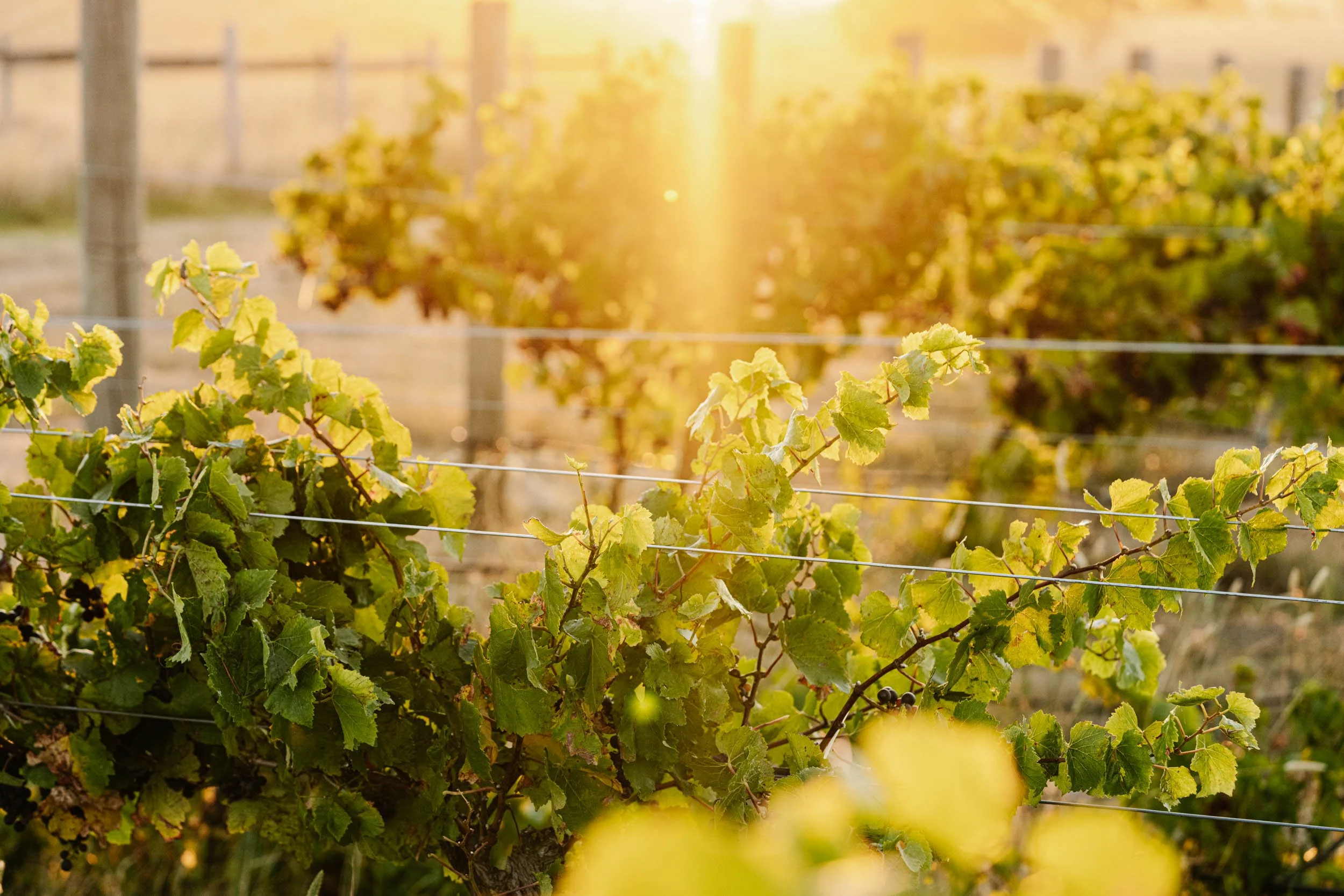 Hunter Gatherer grape vines at sunset
