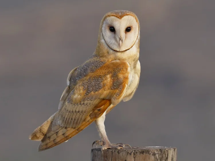 Barn owl on a post reference.