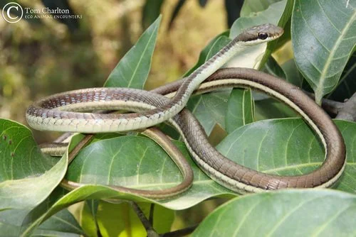 Snake on leaves reference.