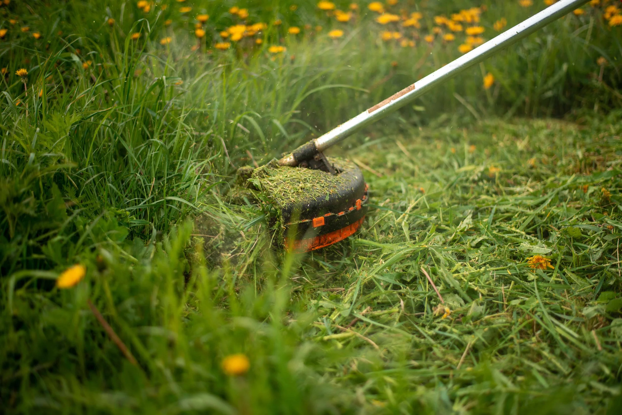 Grass being cut with a push mower.