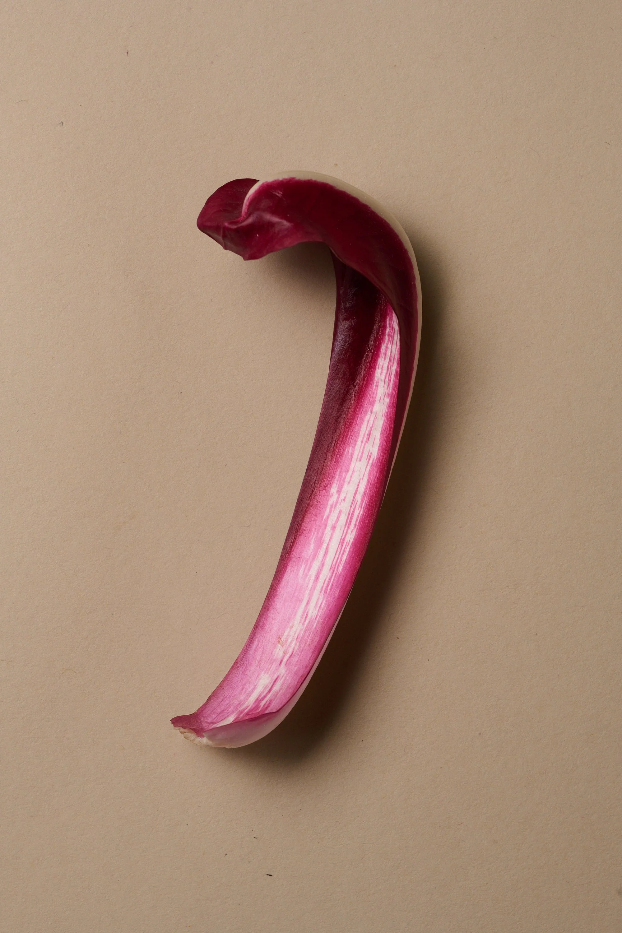 20260210_SchweizerBauerMag_Radicchio35029.jpg