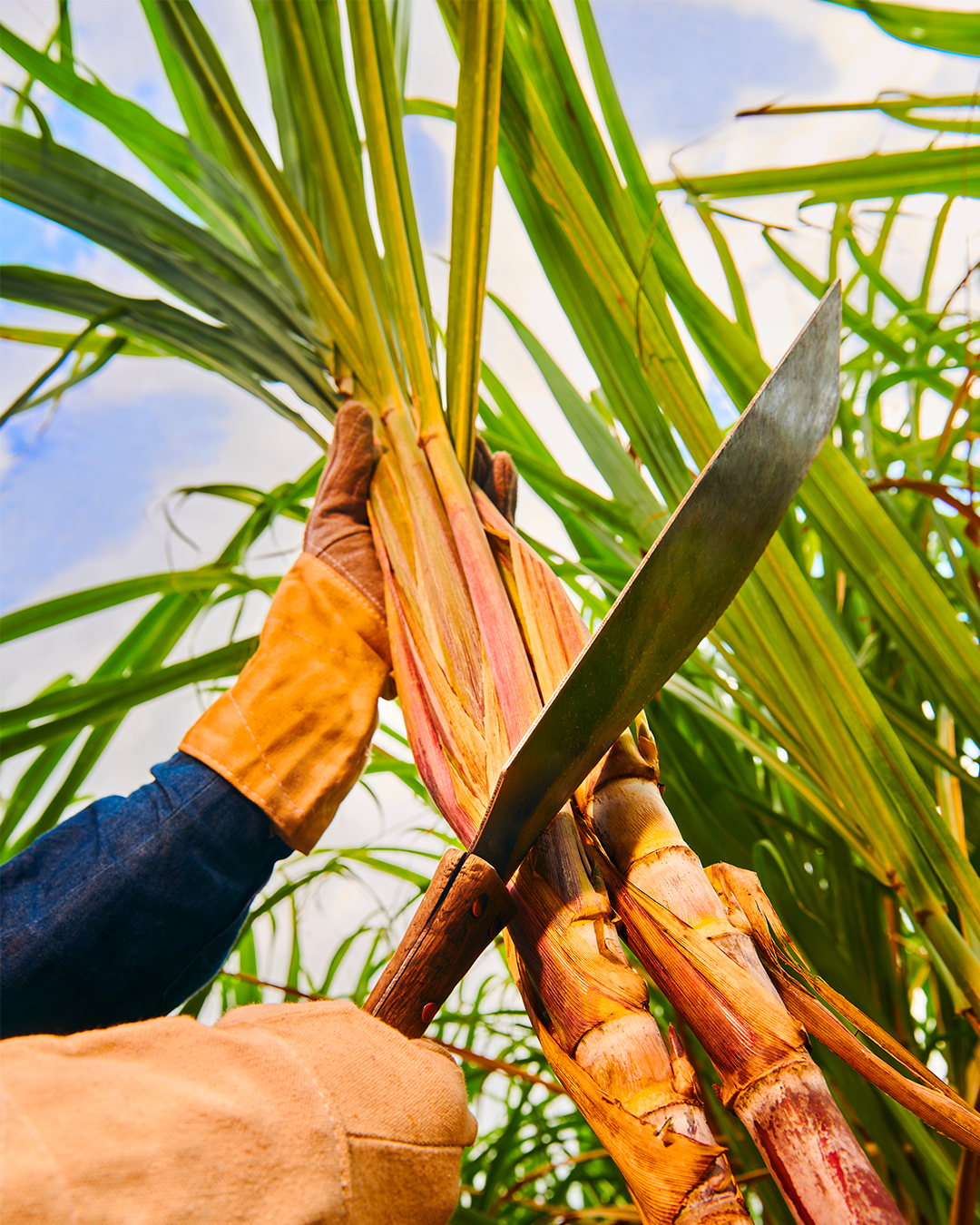 From Sugarcane to Glass