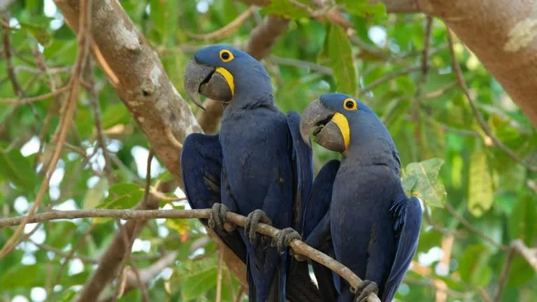 Two toucans perched on a tree branch among green leaves.
