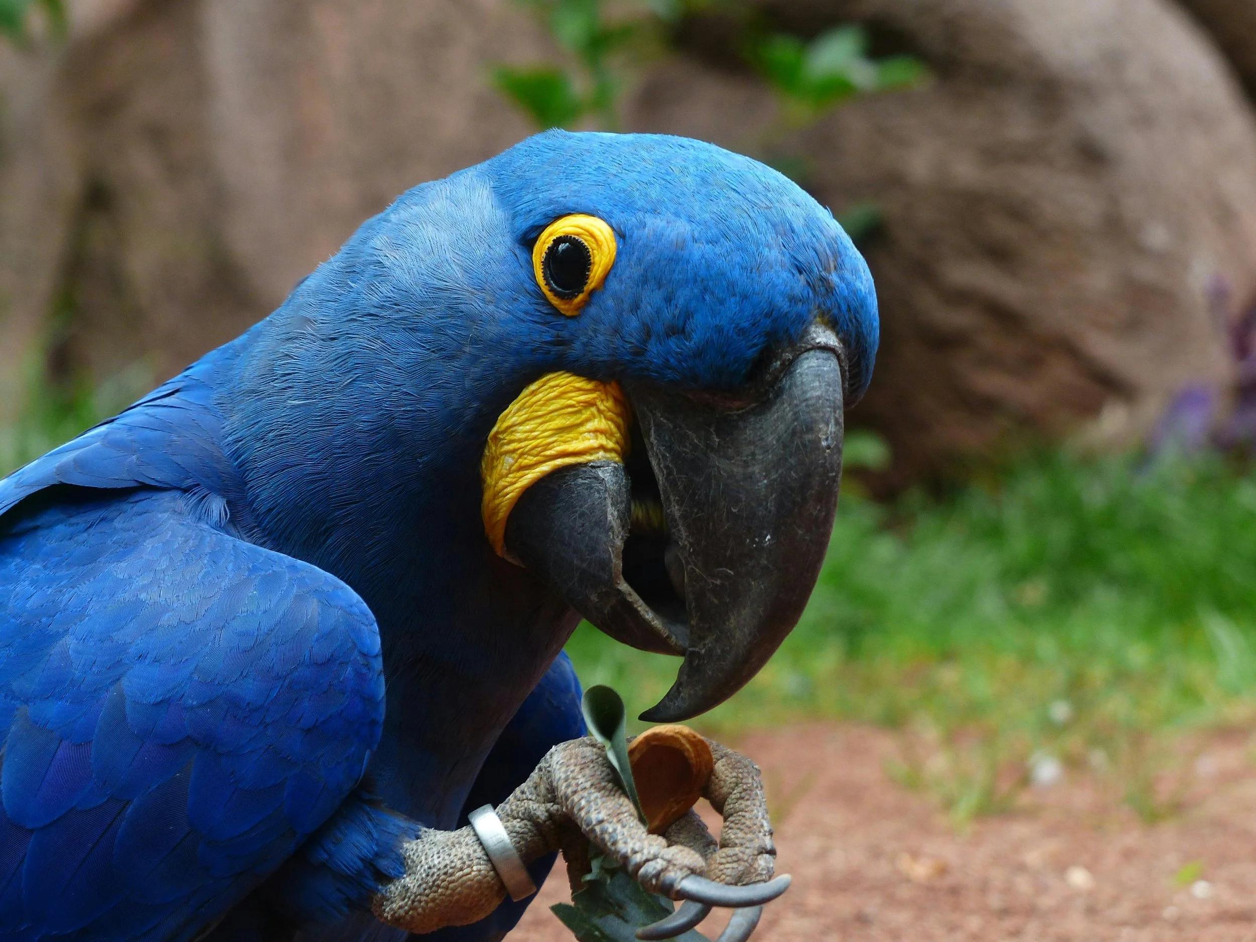 Close-up of a vibrant blue macaw parrot with a yellow patch around its eye, holding a small branch with leaves in its claw, outdoor natural setting in the background.
