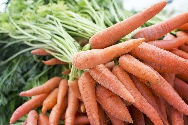 A bunch of fresh orange carrots with green tops.