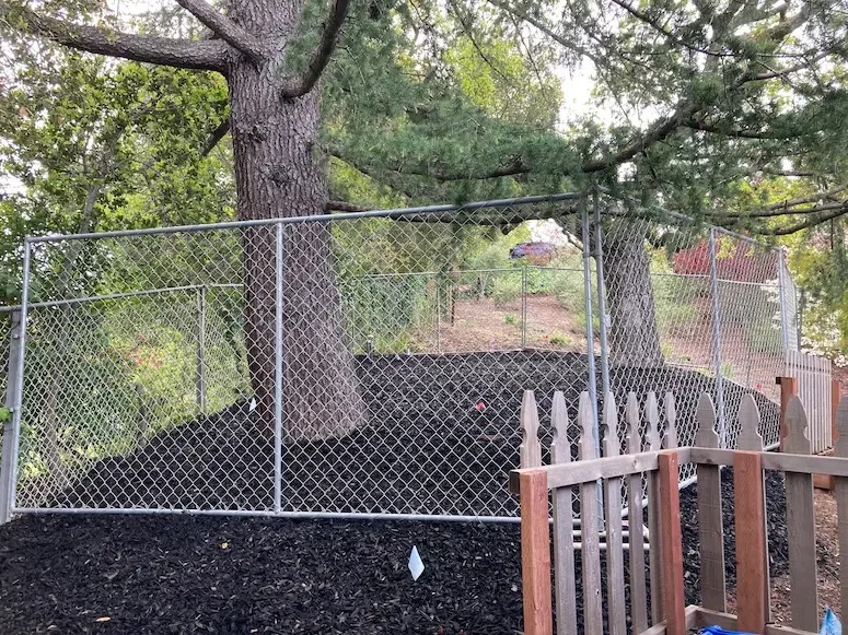 Backyard with a large tree surrounded by a chain-link fence, containing dark mulch ground cover and greenery beyond.