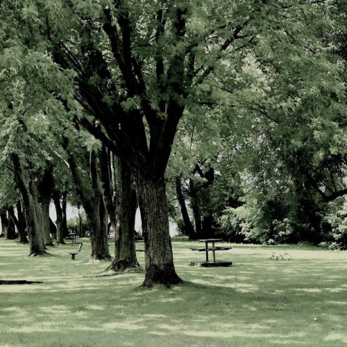 Tree protection fencing for landscaping projects