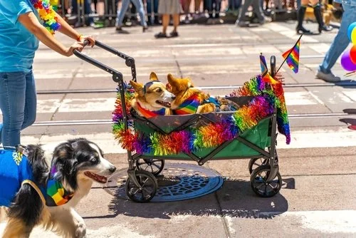 Two corgis being carried in a cart at San Francisco's Pride Parade.