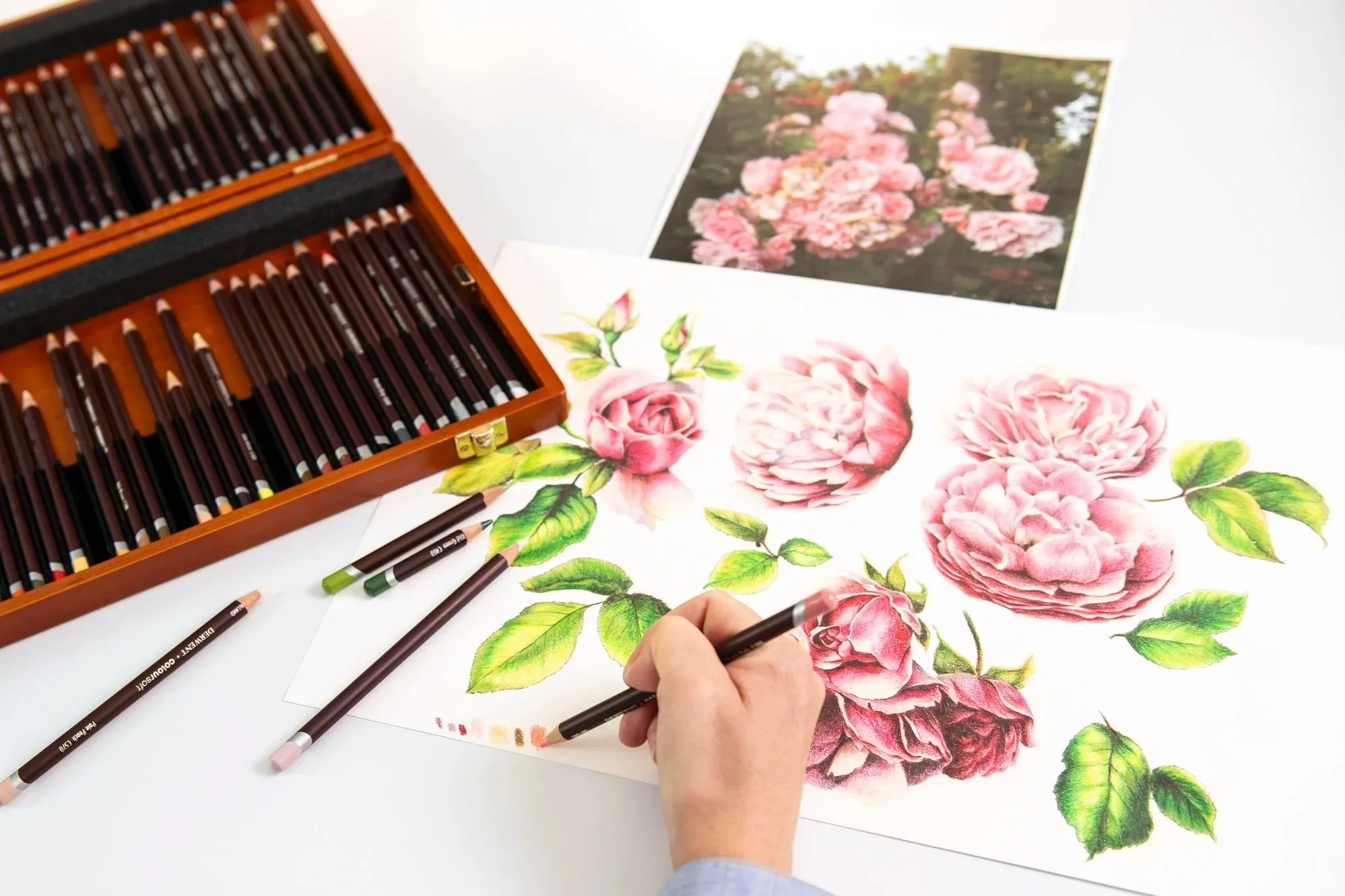 An artist coloring a detailed botanical illustration of pink roses with colored pencils. An open box of brown colored pencils is on the left, with some pencils placed on the white surface. A printed reference photo of pink roses is in the background.