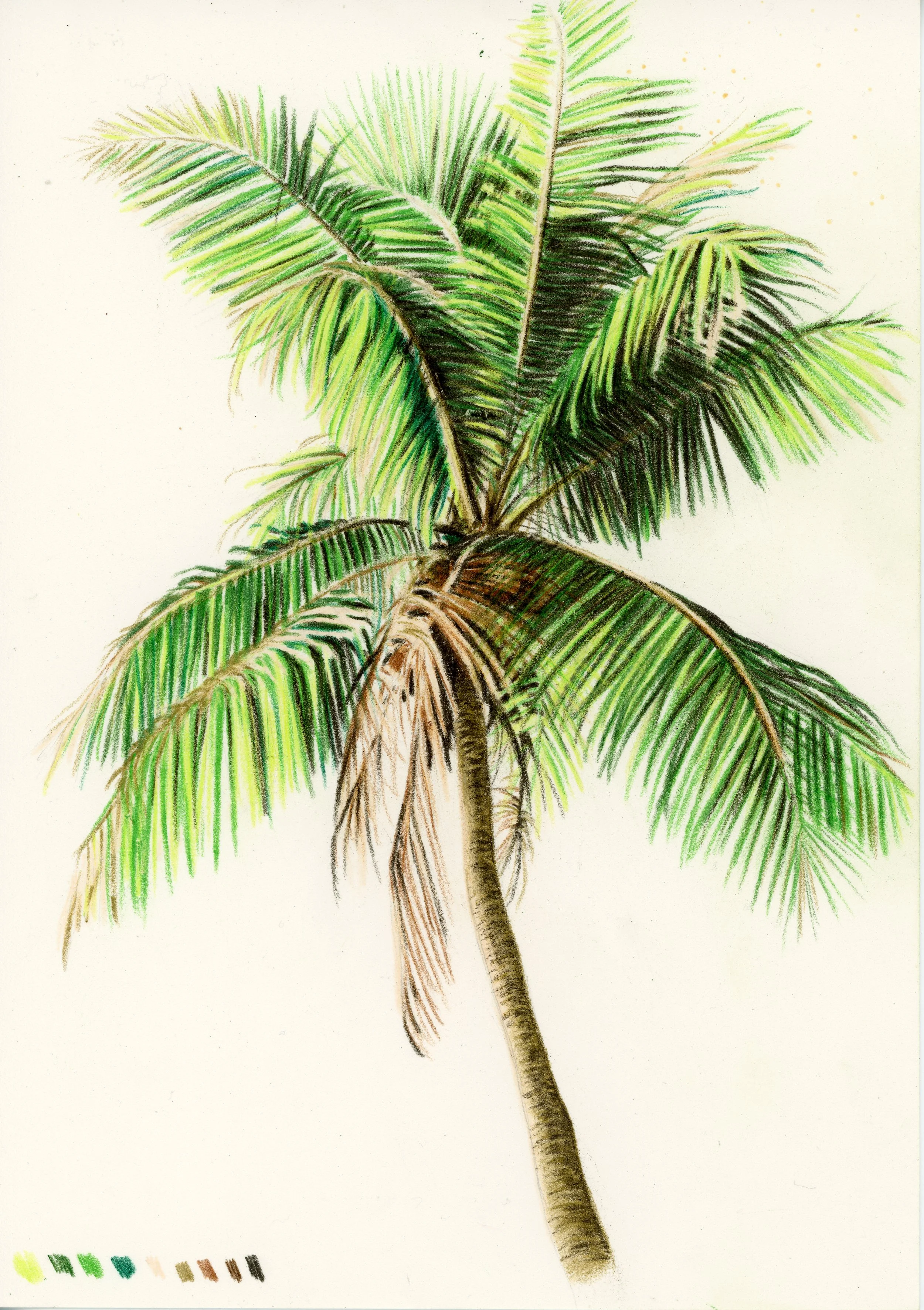 Colored pencil drawing of a tall, lush palm tree with green fronds against a white background.