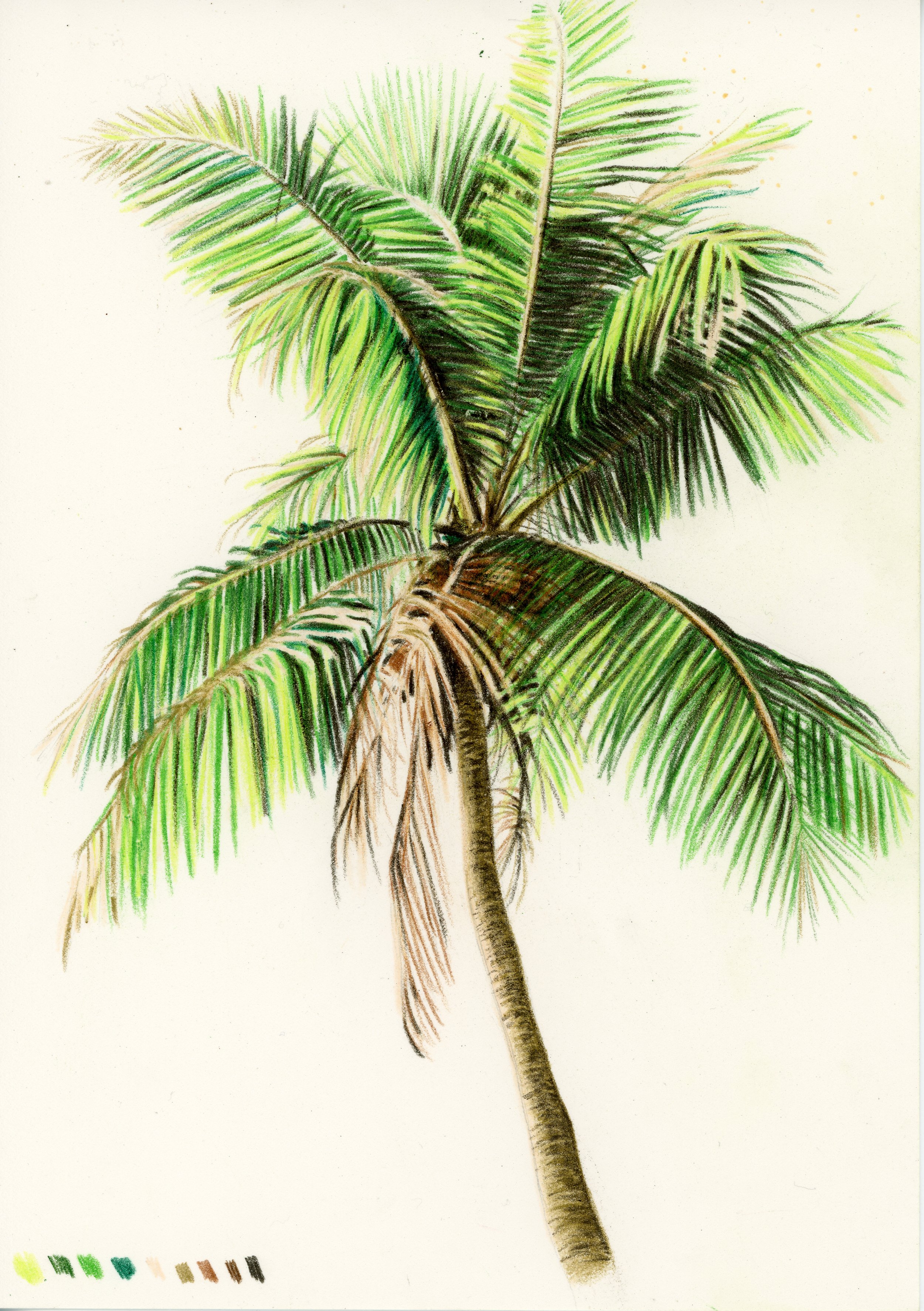 Colored pencil drawing of a tall palm tree with green fronds against a white background.