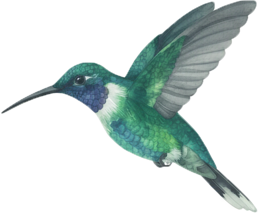 Painted illustration of a beautiful green and blue hummingbird in flight