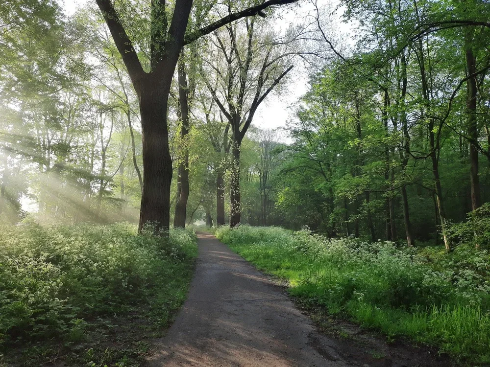 Een smal pad door een groene, bosrijke omgeving met grote bomen en struiken, zonnestralen die door de takken schijnen.