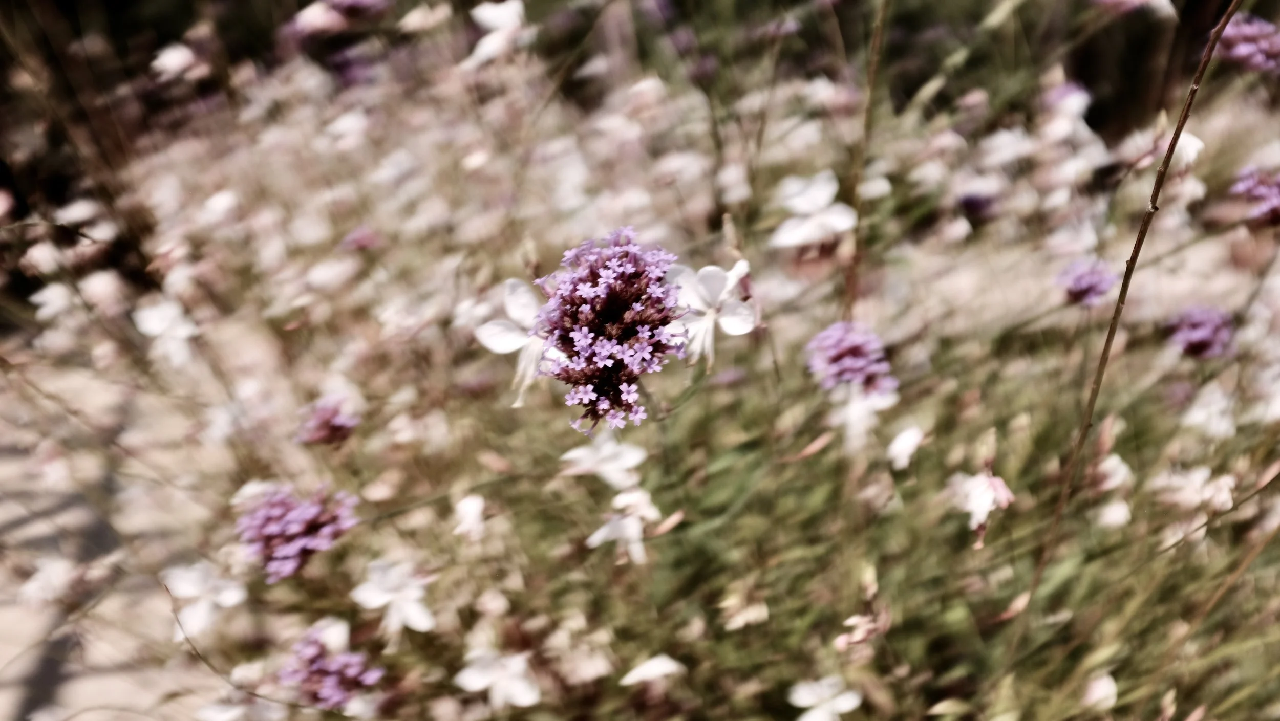 DSCF3194.jpeg