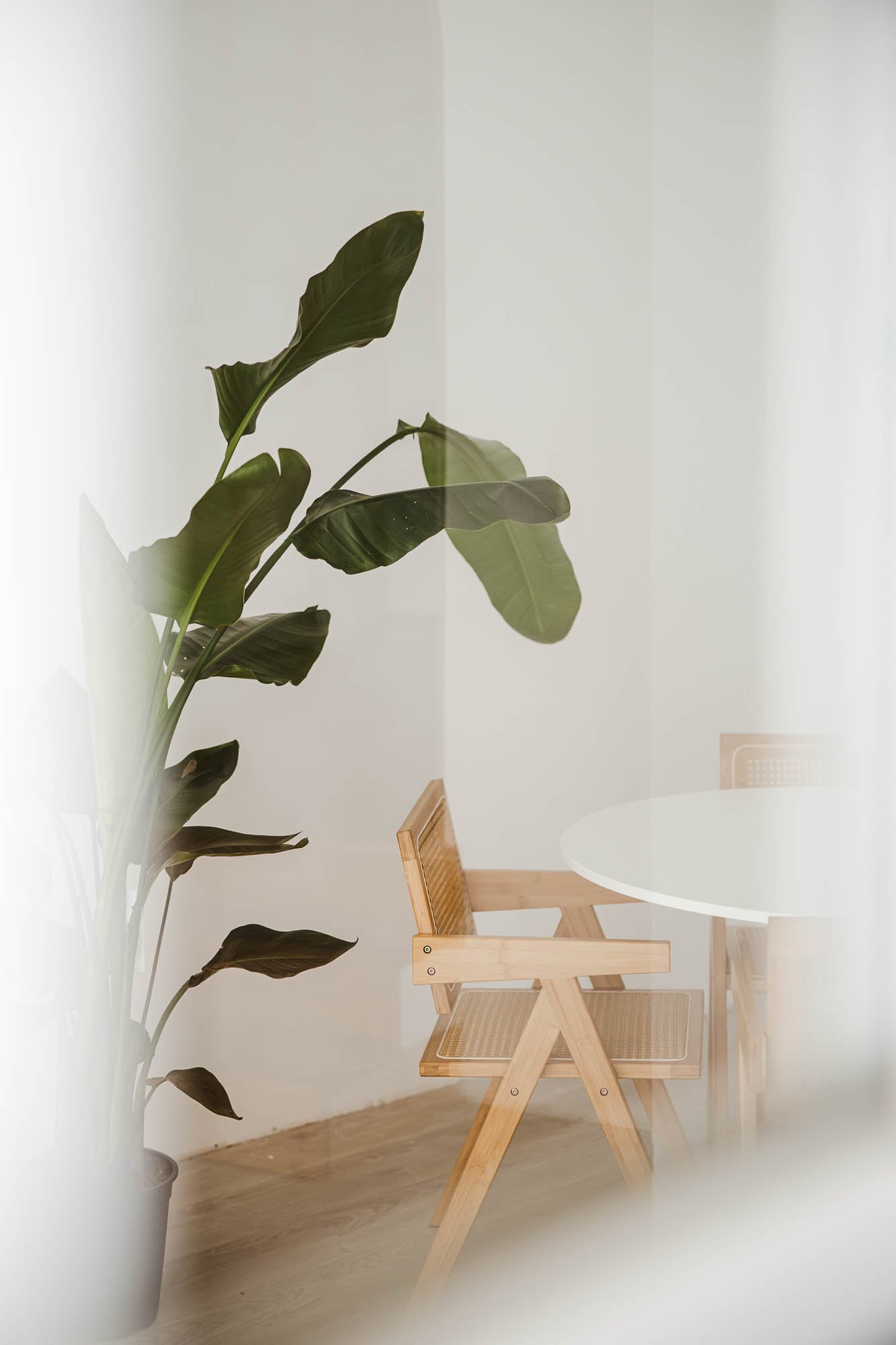 Ein heller Raum mit einem großen grünen Pflanzen und einem Holzstuhl neben einem weißen runden Tisch, gesehen durch eine halbtransparente weiße Gardine.