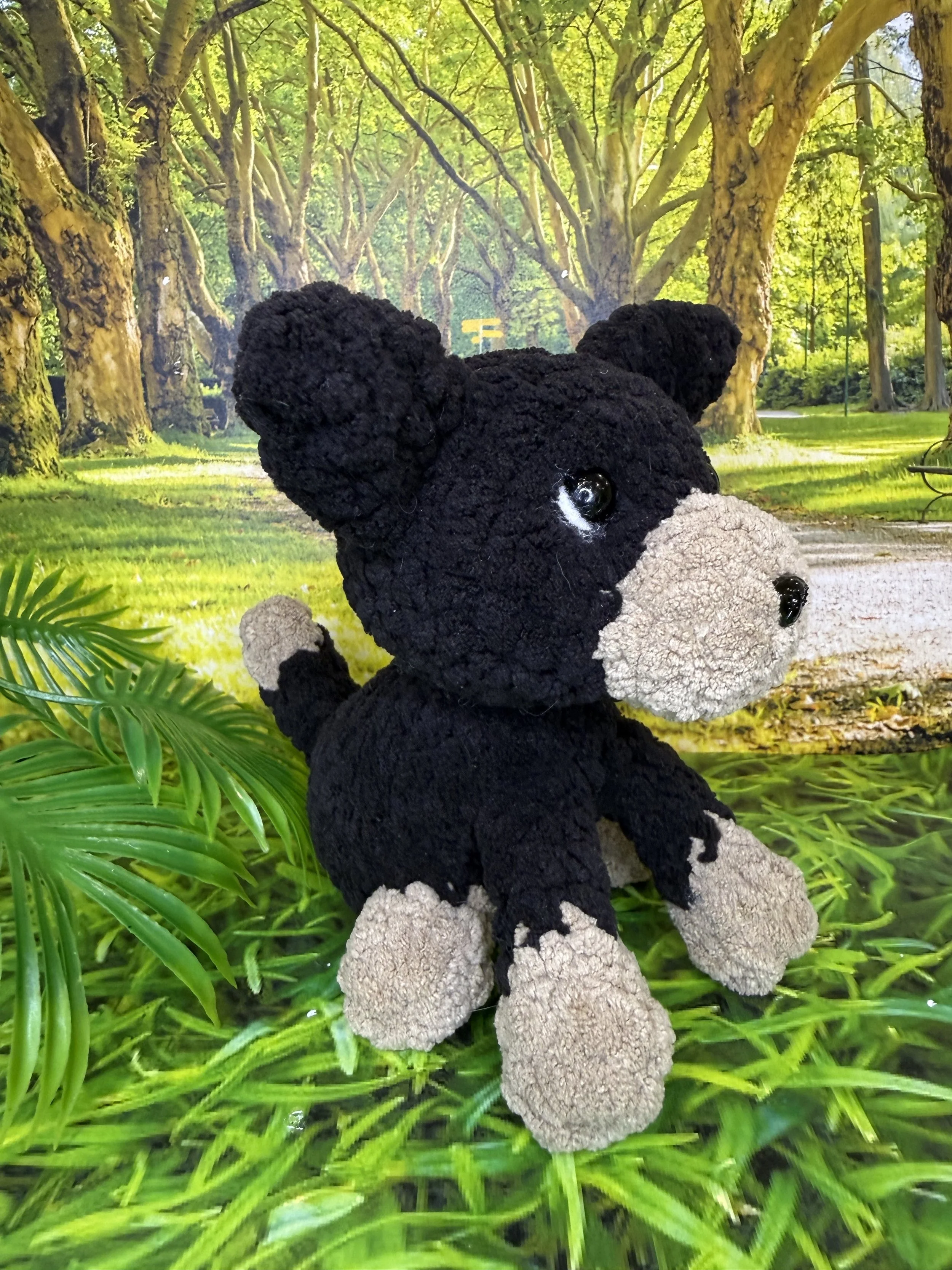 Black and tan kelpie angled .jpg