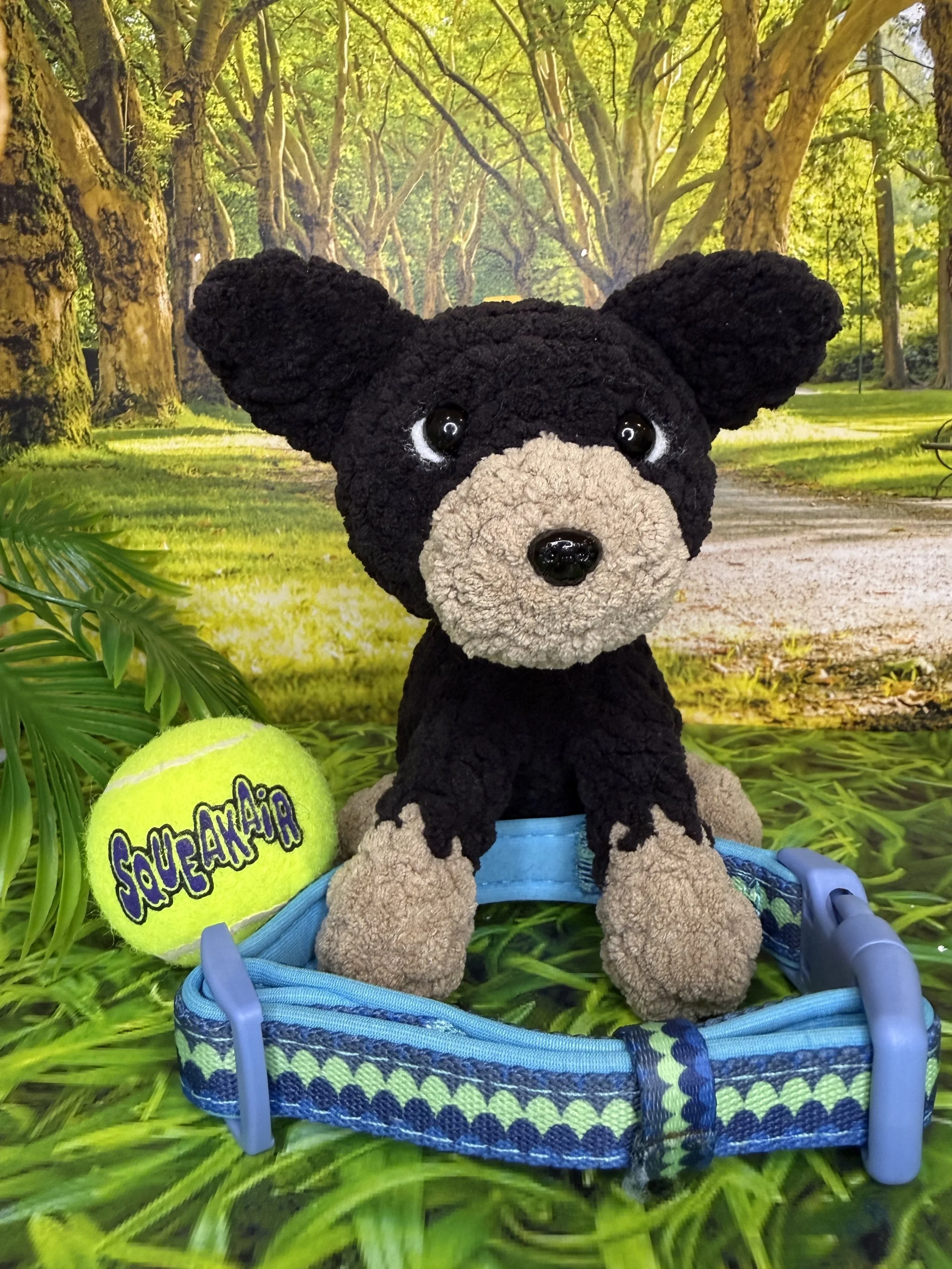 Black and tan kelpie front 2.jpg