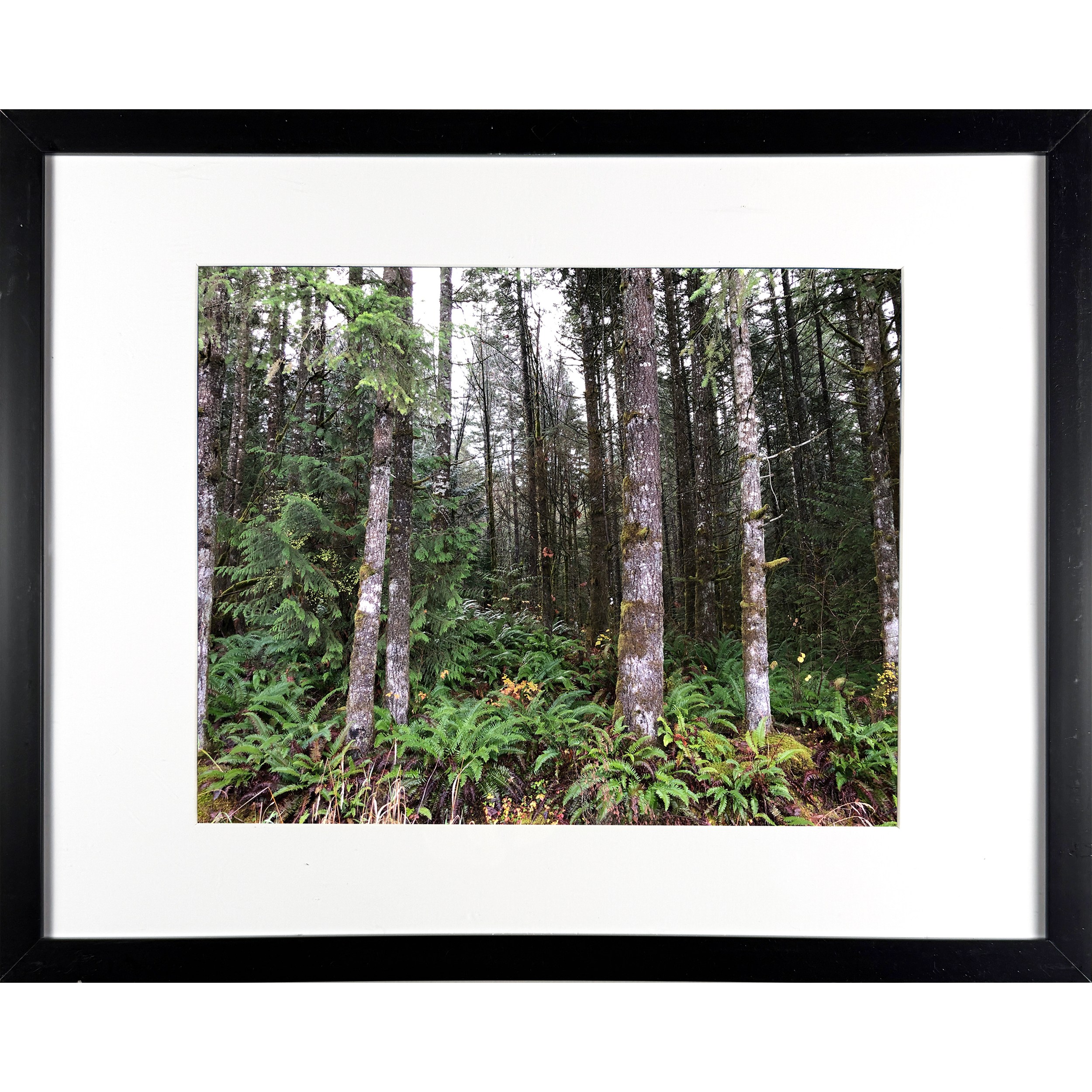 Forest through the Trees 15"w x 12"h