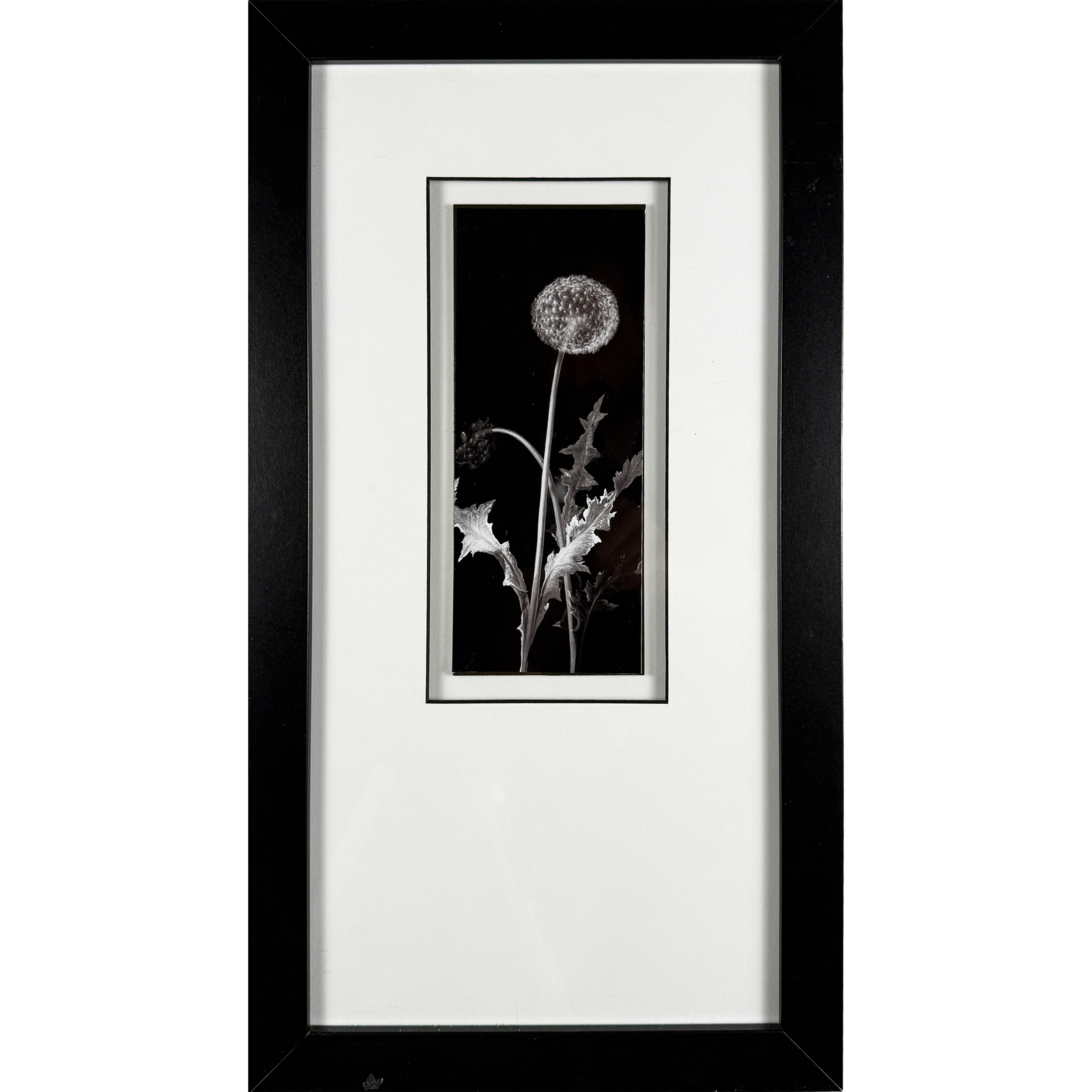 Dandelion 12"w x 22"h