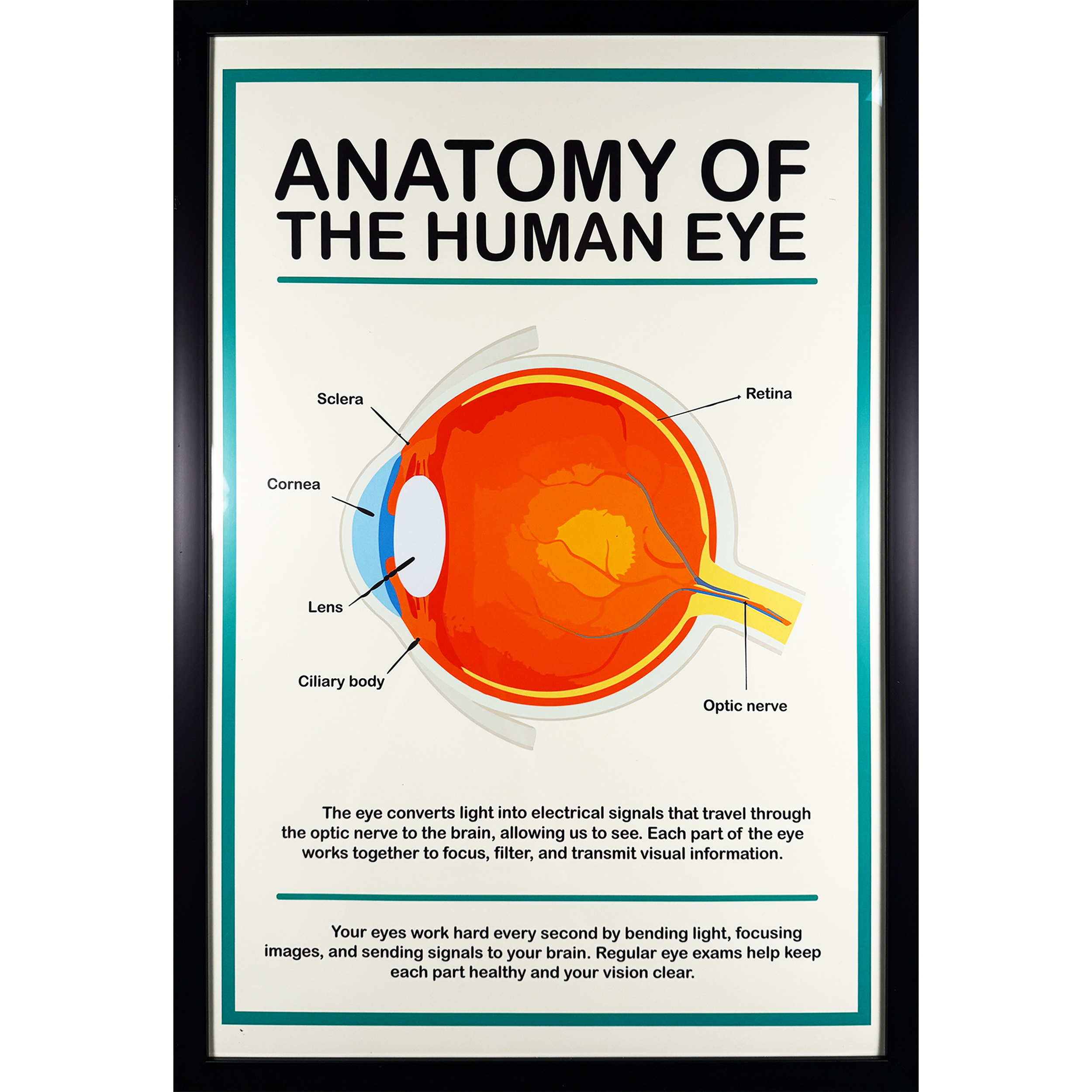 Medical Office Poster - Eye Anatomy - 21.5"w x 31.5"h